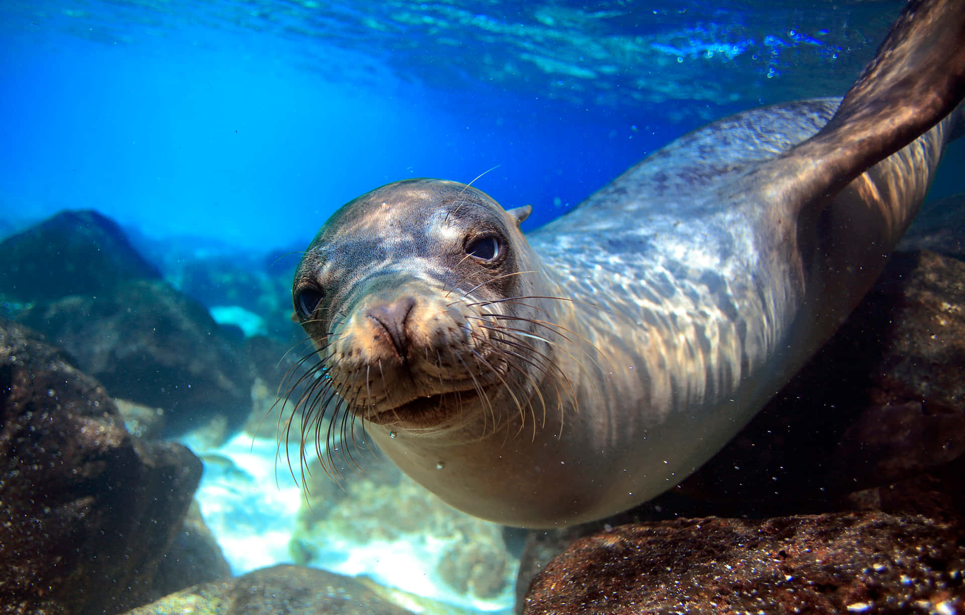 Curious Seal Underwater Exploration.jpg Background