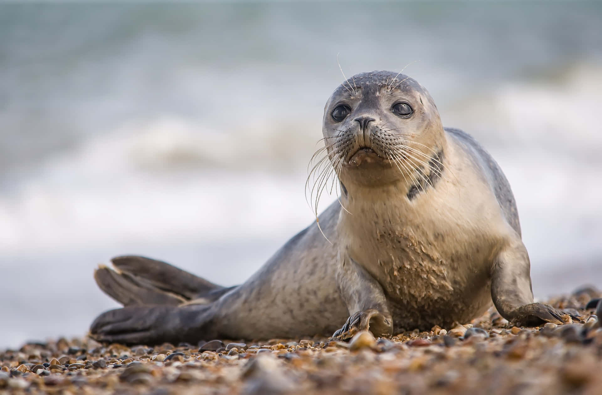 Curious Sealon Shoreline.jpg