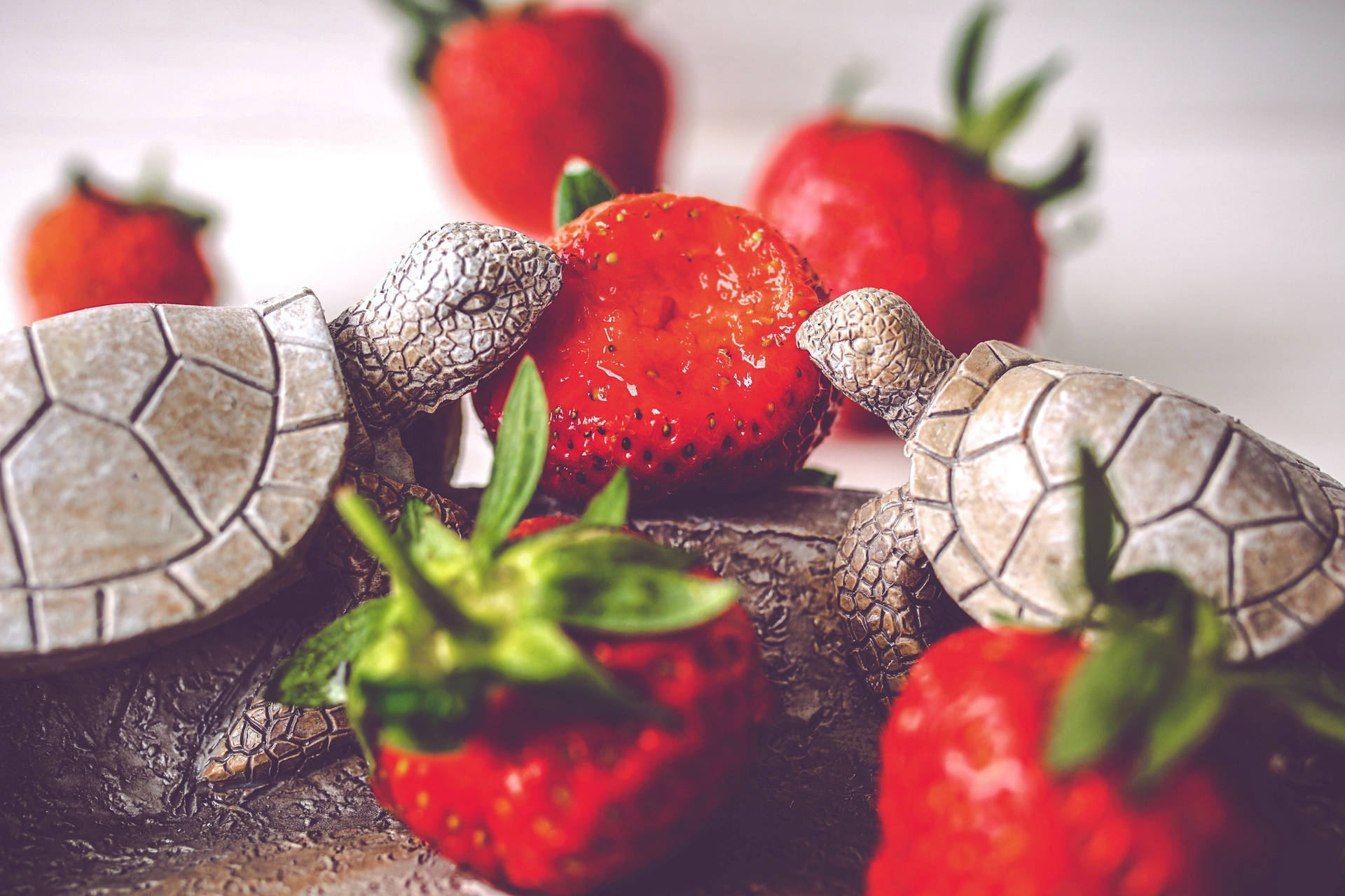 Curious Turtles Enjoying Fresh Strawberries Background