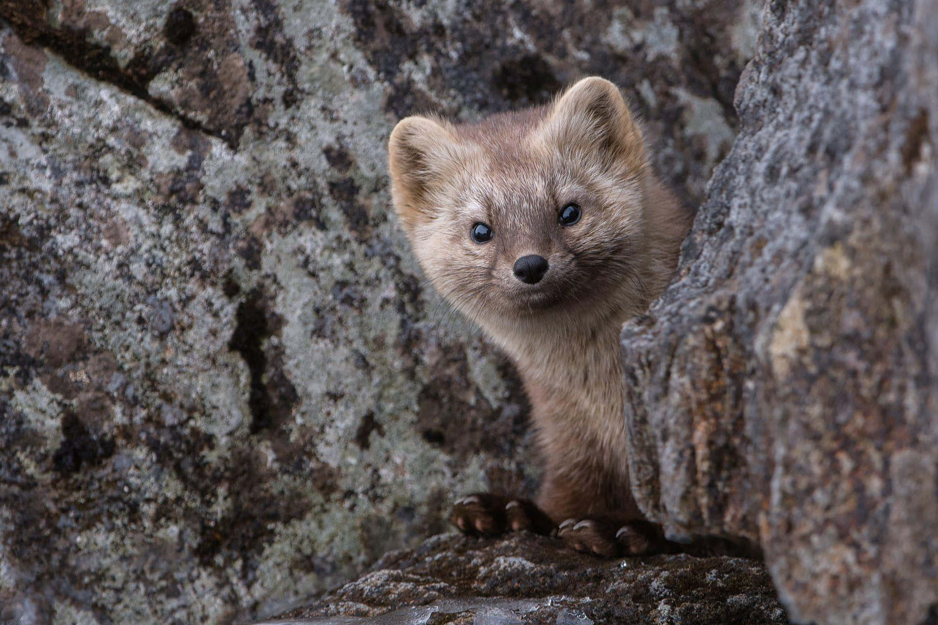 Curious Weasel Peeking Behind Rocks