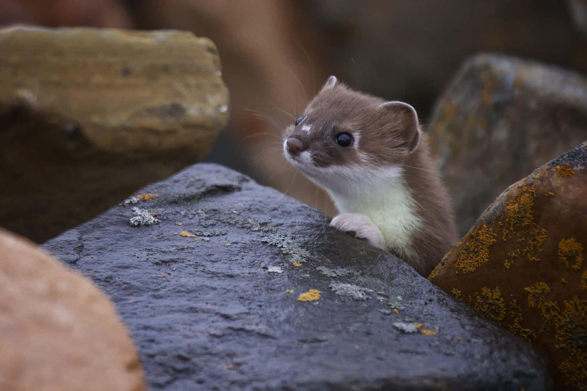 Curious Weasel Peeking Between Rocks.jpg