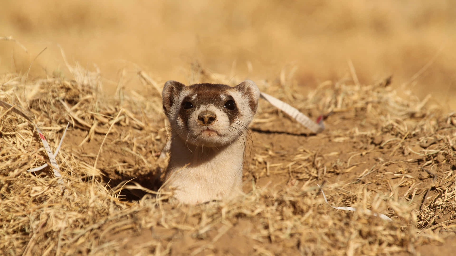 Curious Weasel Peeking Out