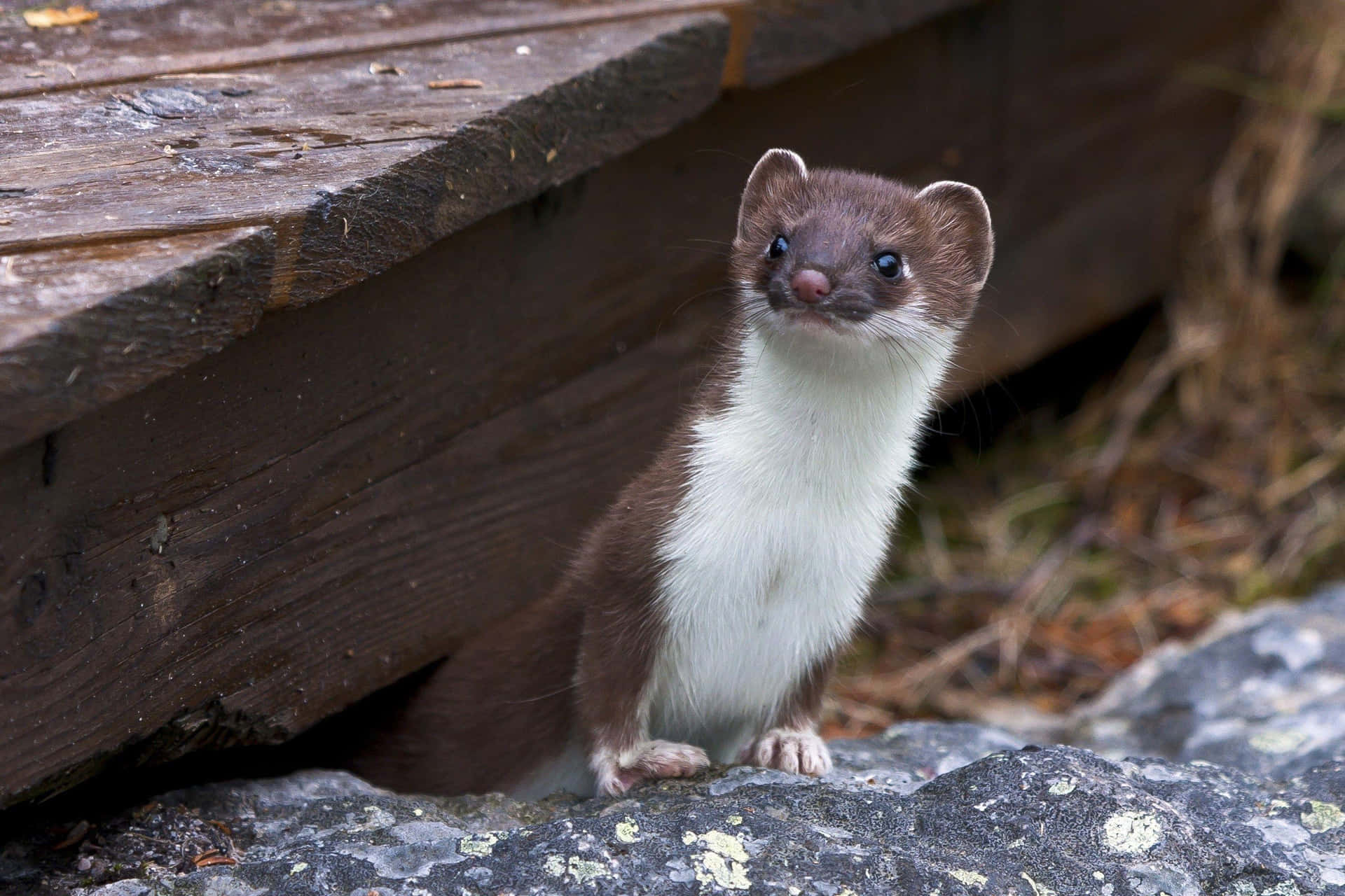 Curious Weasel Peeking Out Background