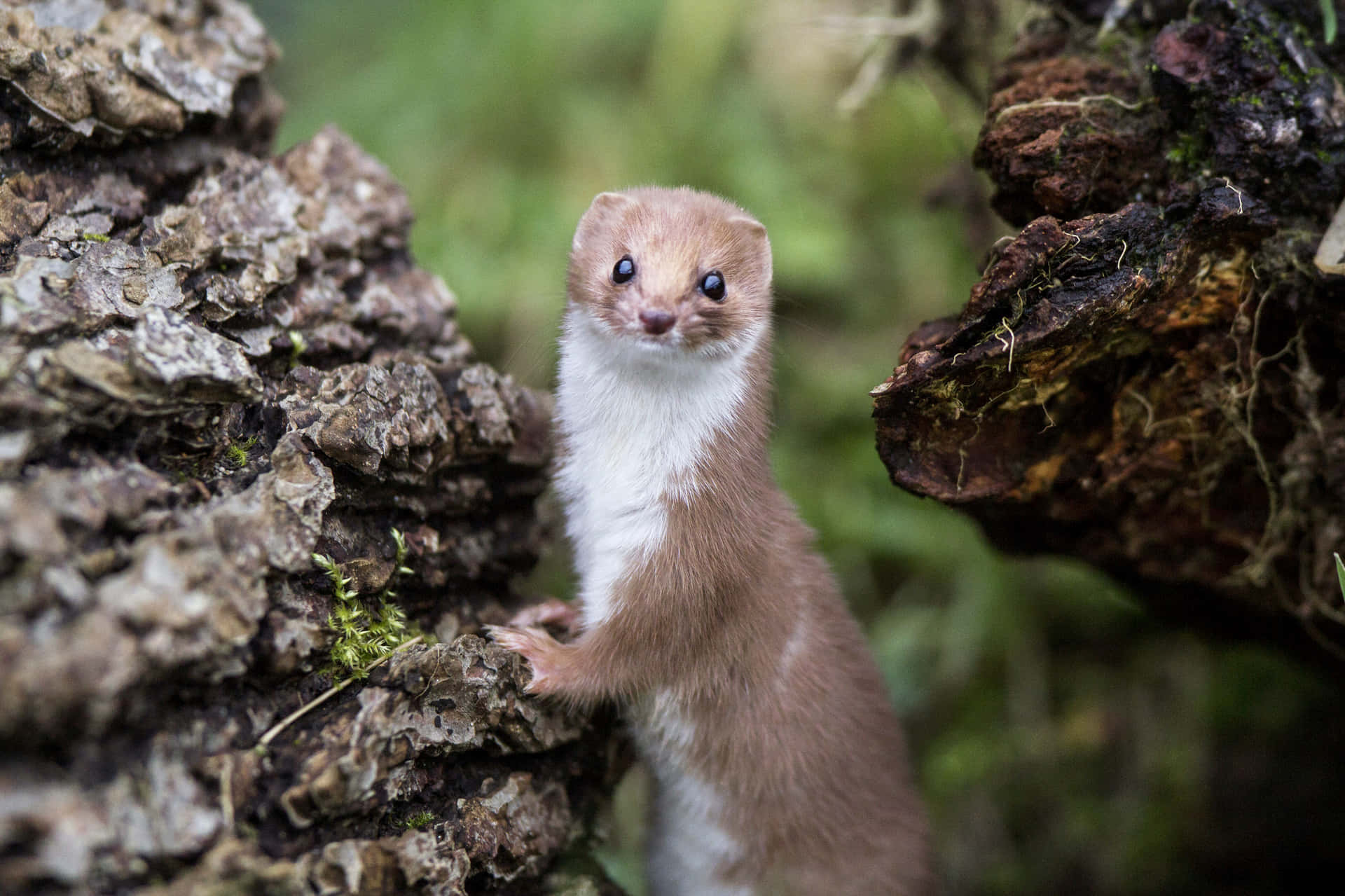 Curious Weasel Peeking Out Background