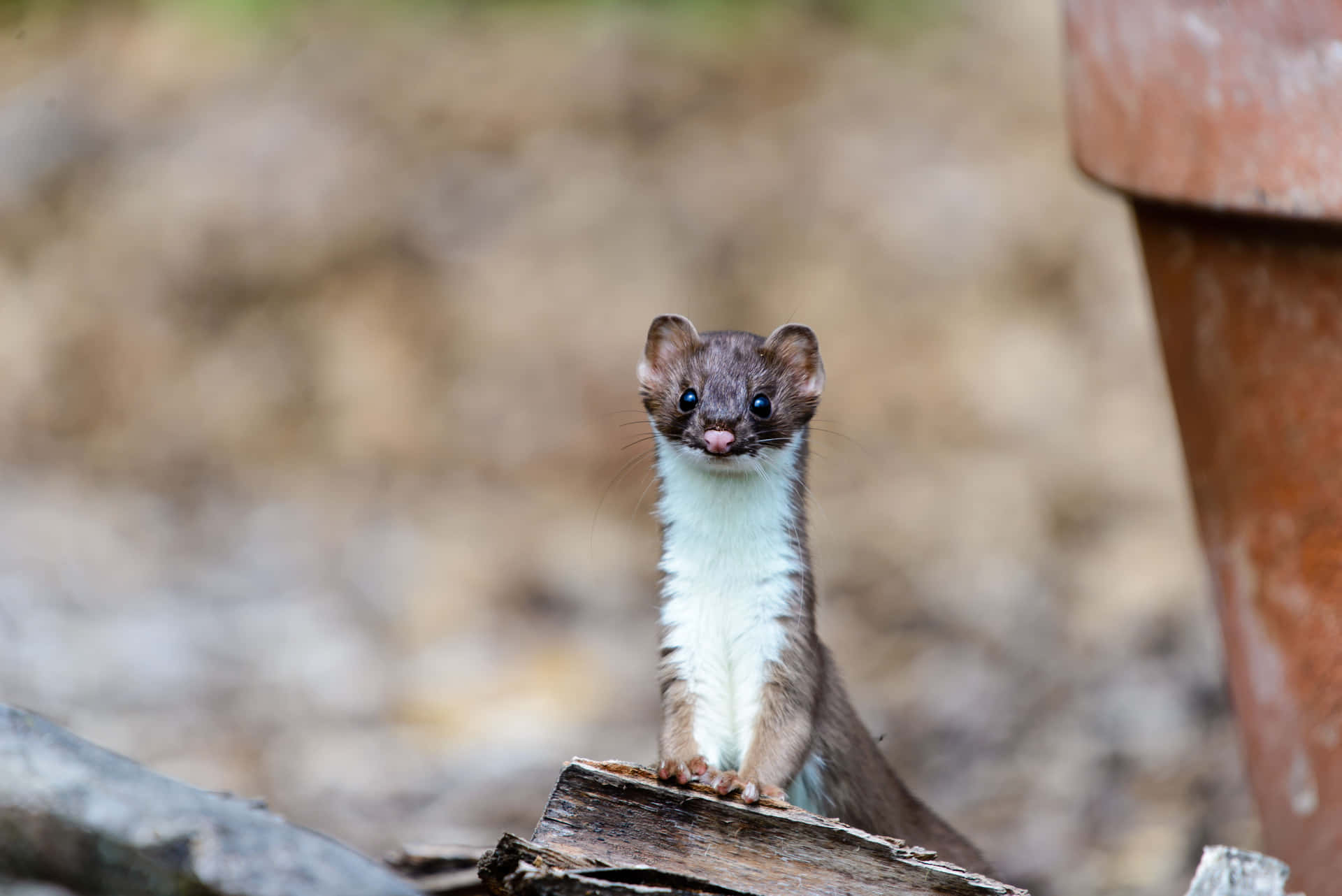 Curious Weasel Peeking Out.jpg