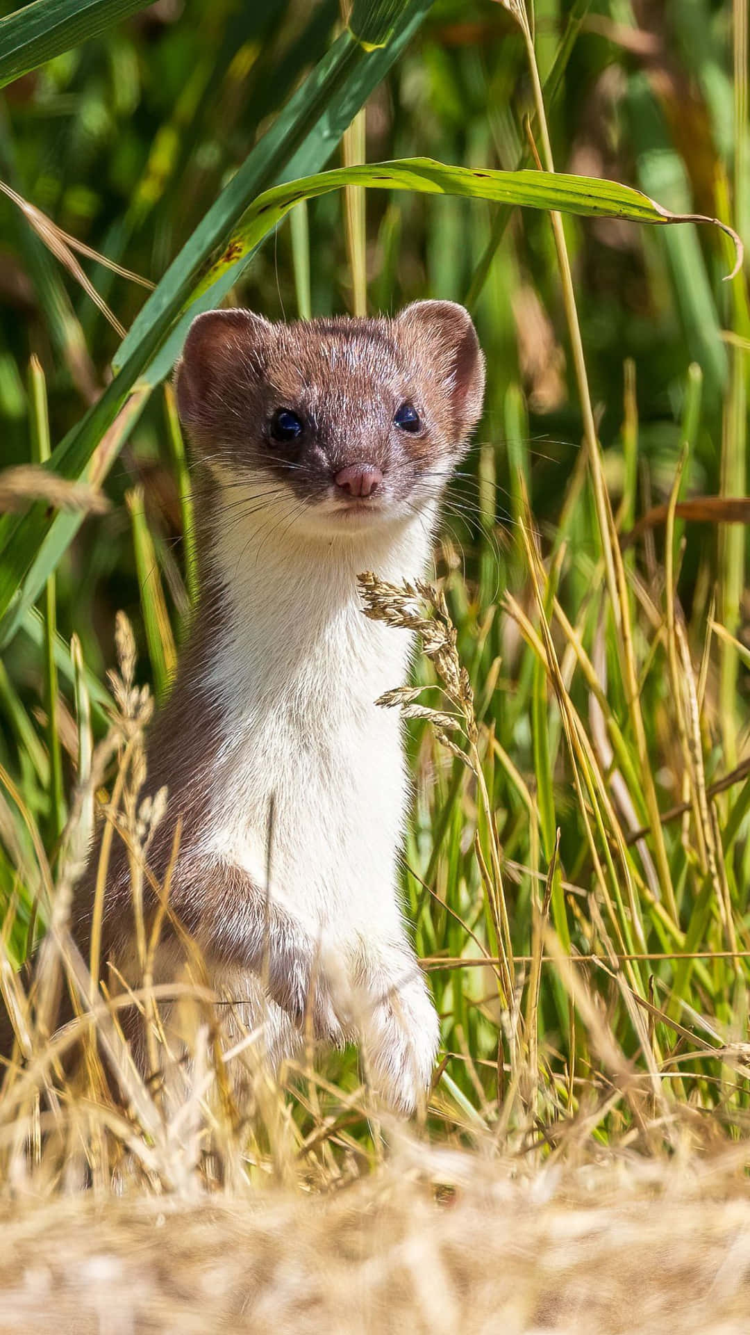 Curious Weaselin Grass.jpg Background