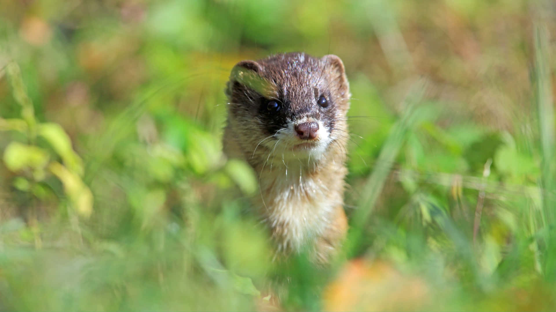 Curious Weaselin Greenery.jpg