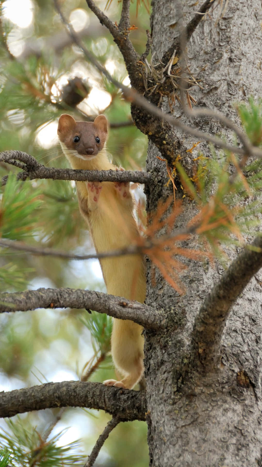 Curious Weaselin Tree Background