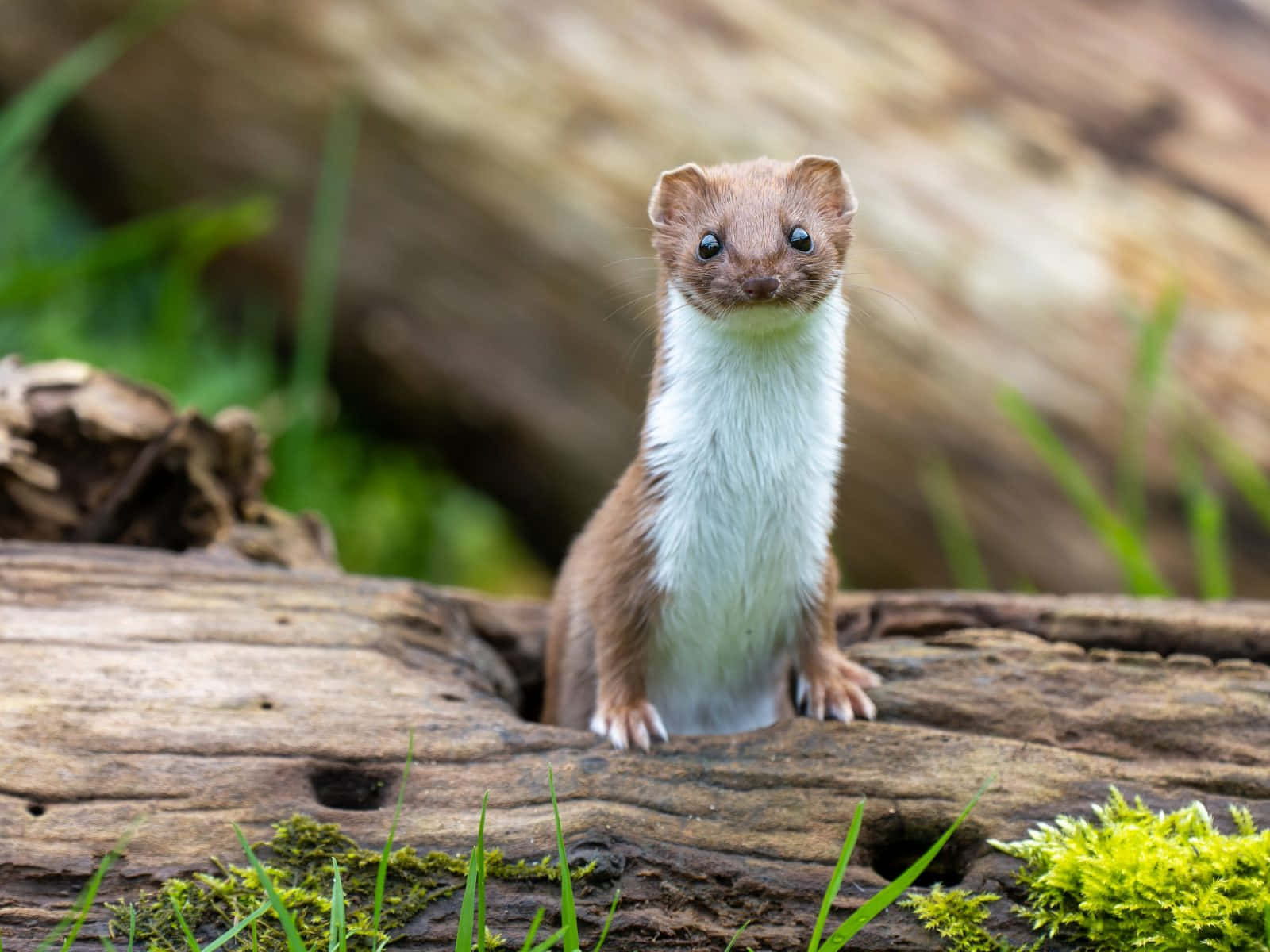 Curious Weaselon Log Background