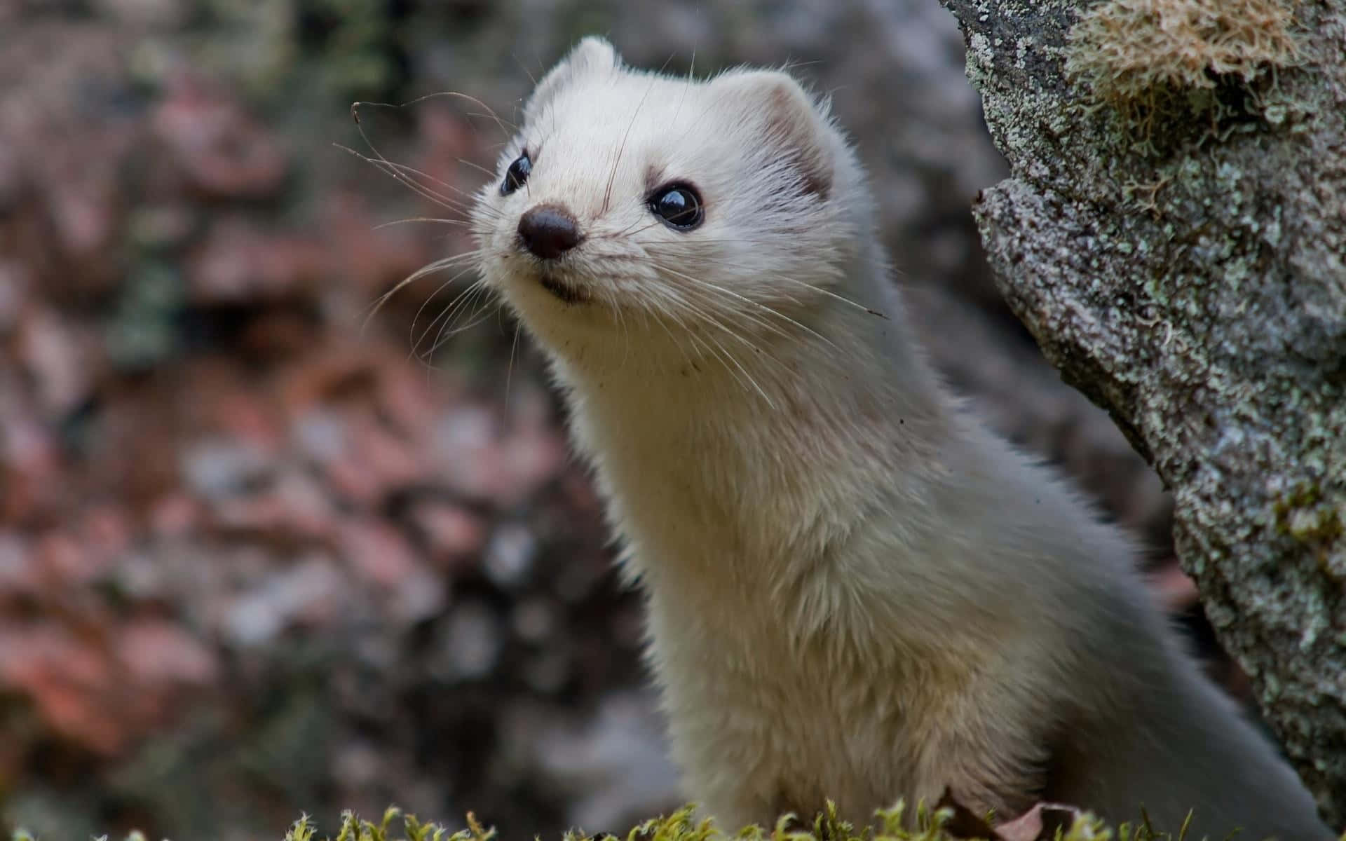 Curious White Weaselin Nature.jpg Background