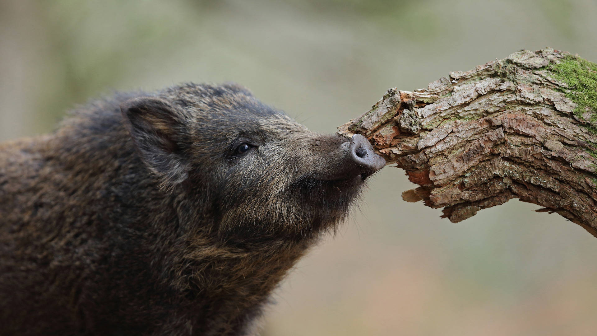 Curious Wild Boar Background