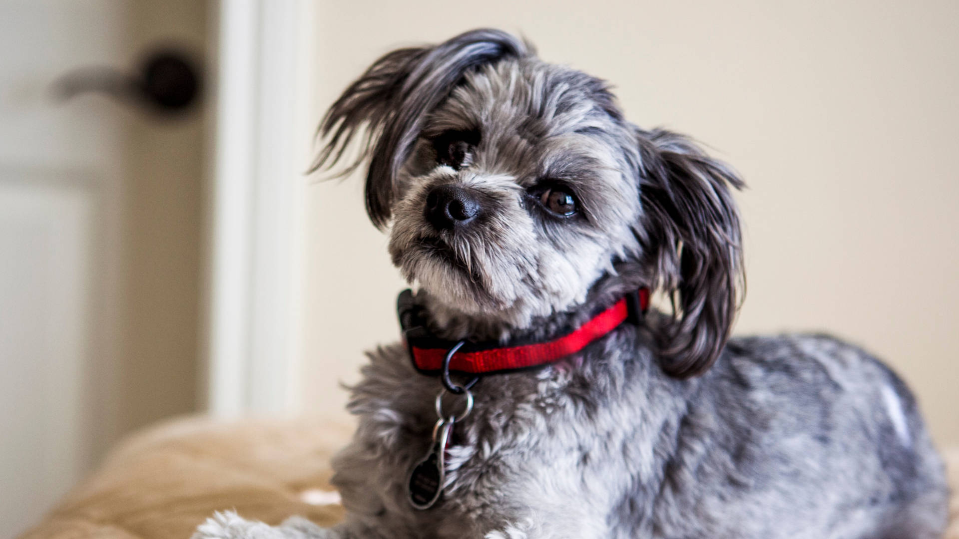 Curious Yorkshire Terrier Photography Background