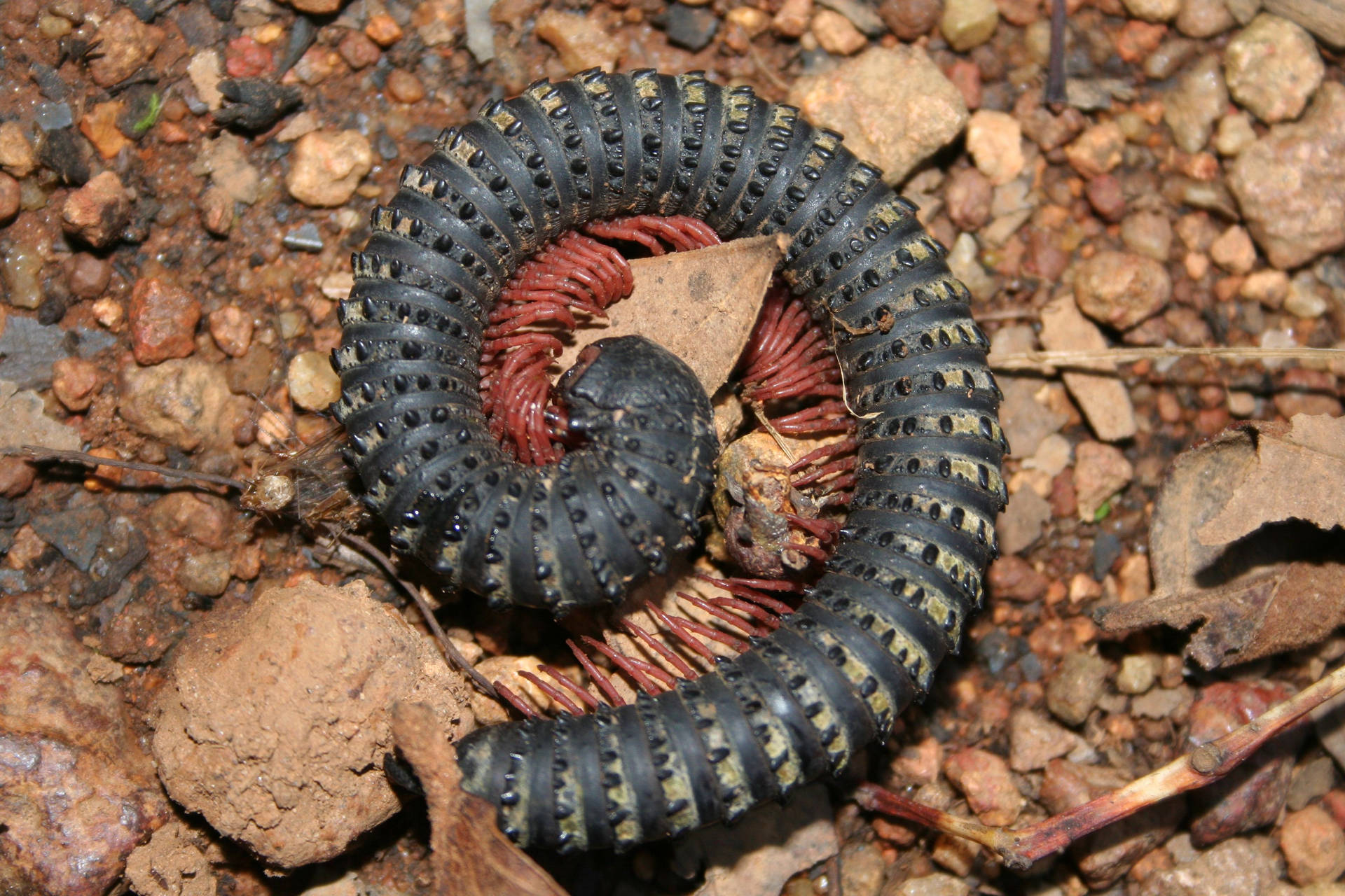 Curled Black Millipede Background