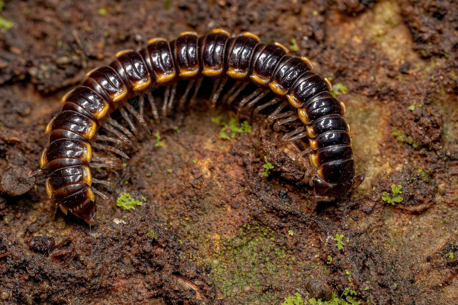 Curled Small Long-flange Millipede