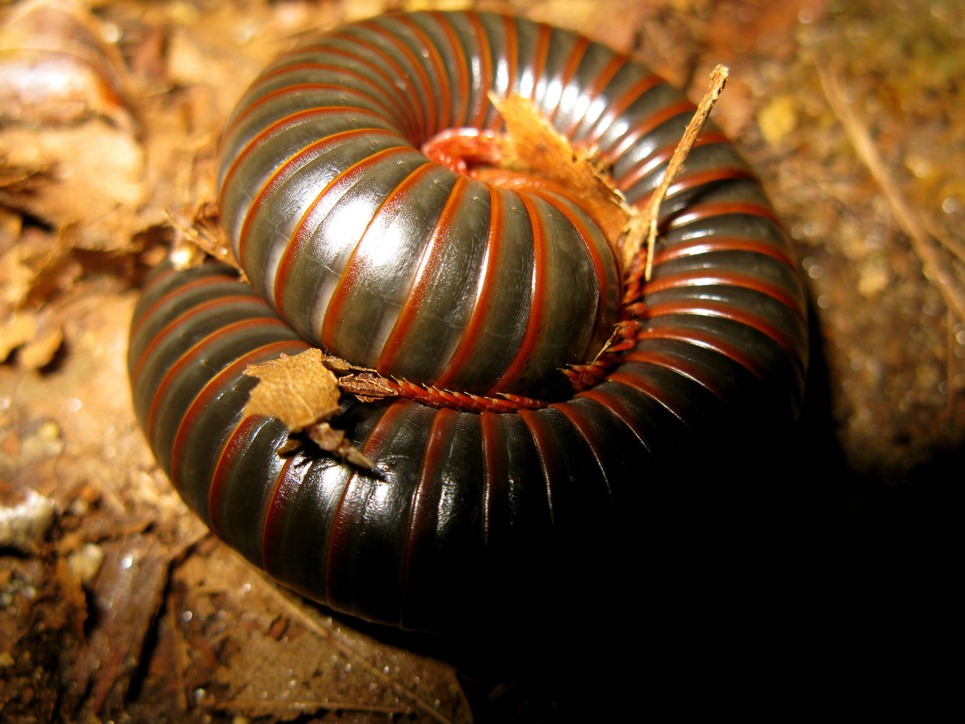 Curled-up American Giant Millipede Background