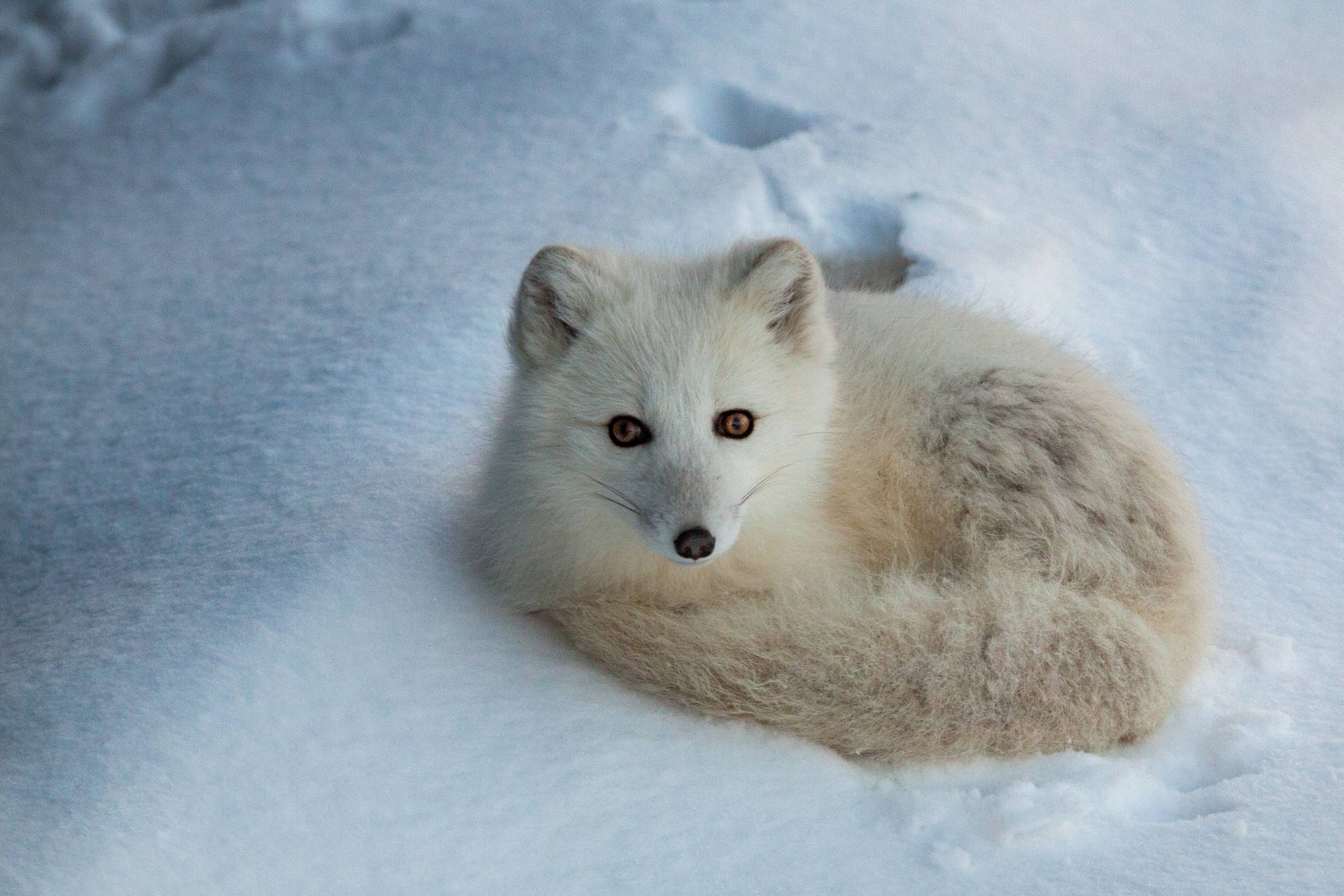 Curled Up Arctic Fox Background
