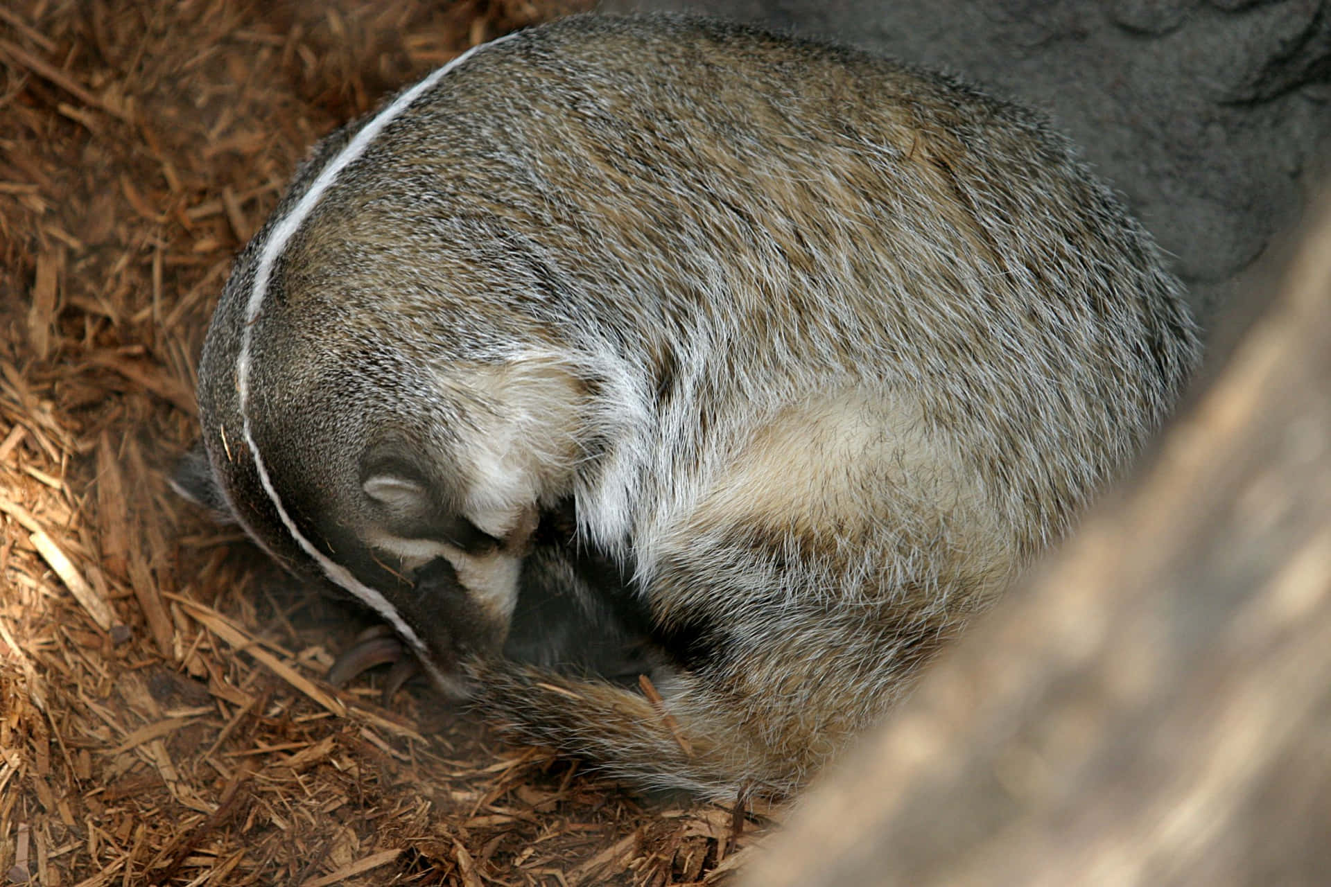 Curled Up Badger Resting Background
