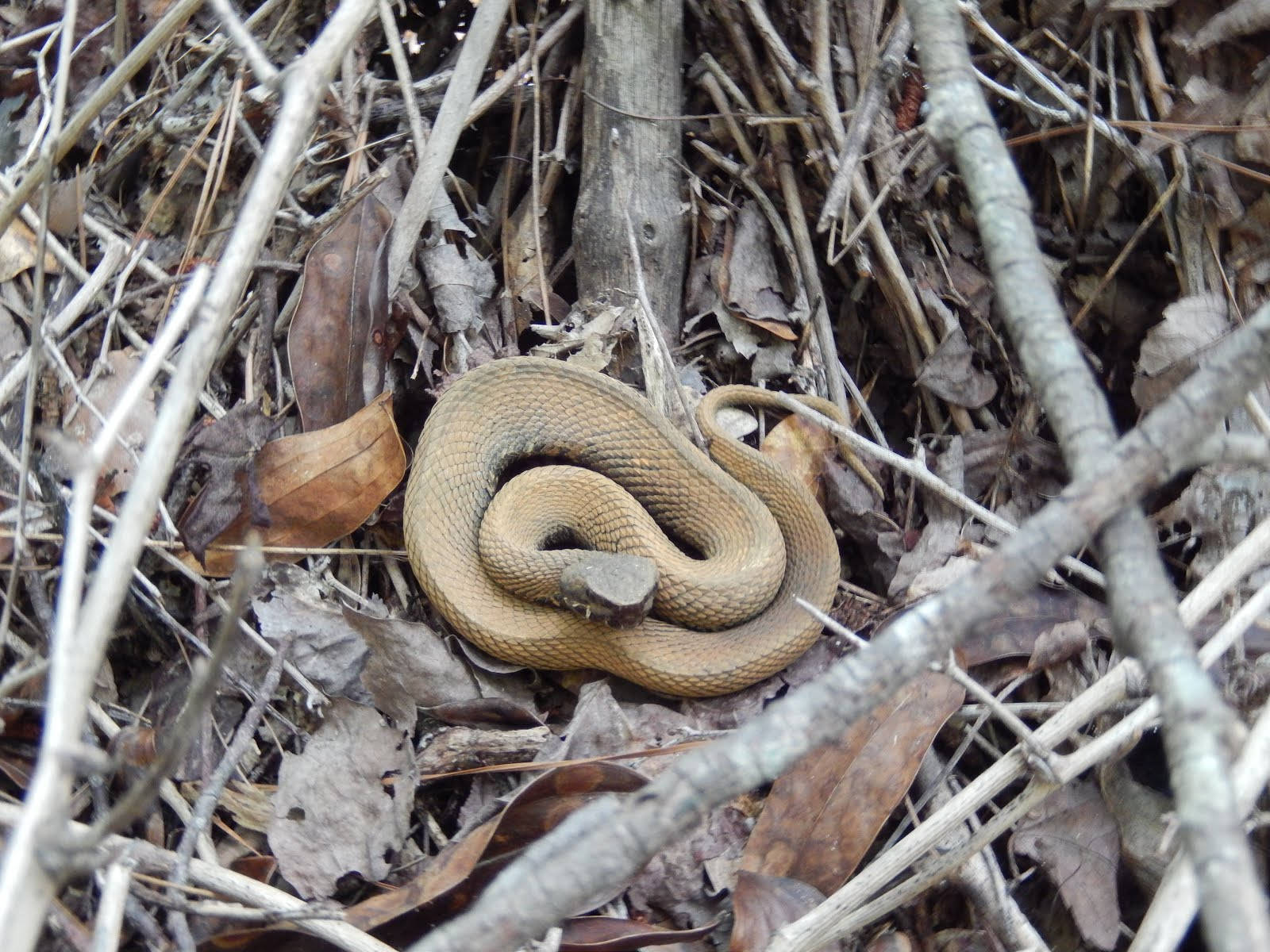 Curled Up Cottonmouth Background