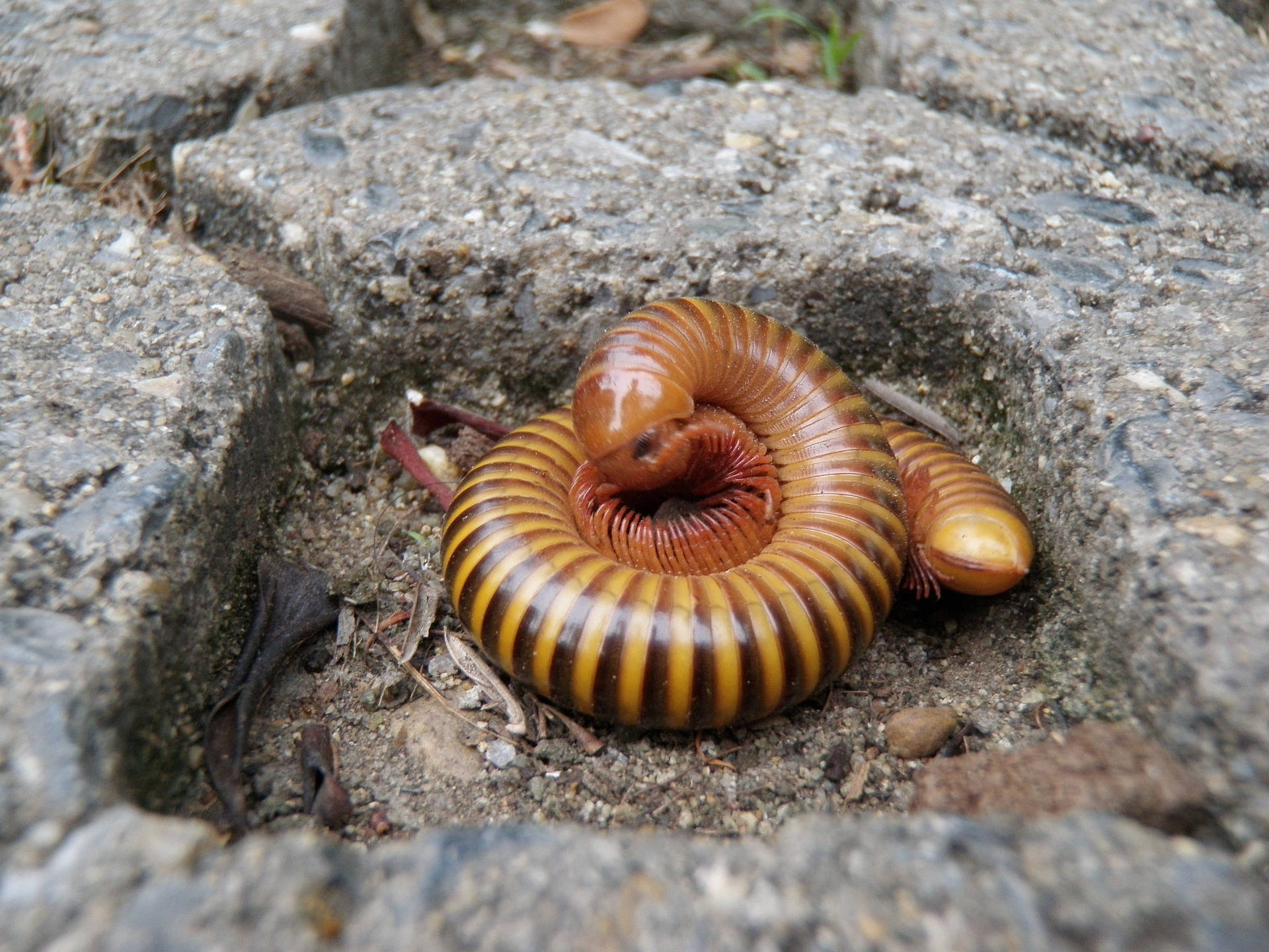 Curled-up Millipede In The Middle Of A Step