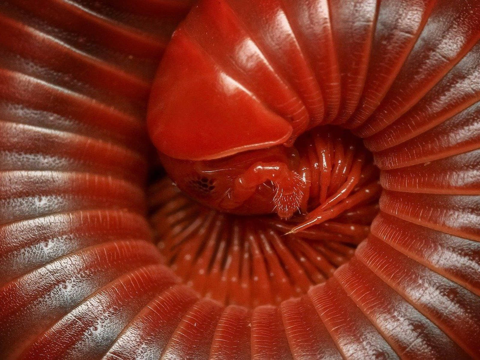 Curled-up Scarlet Millipede