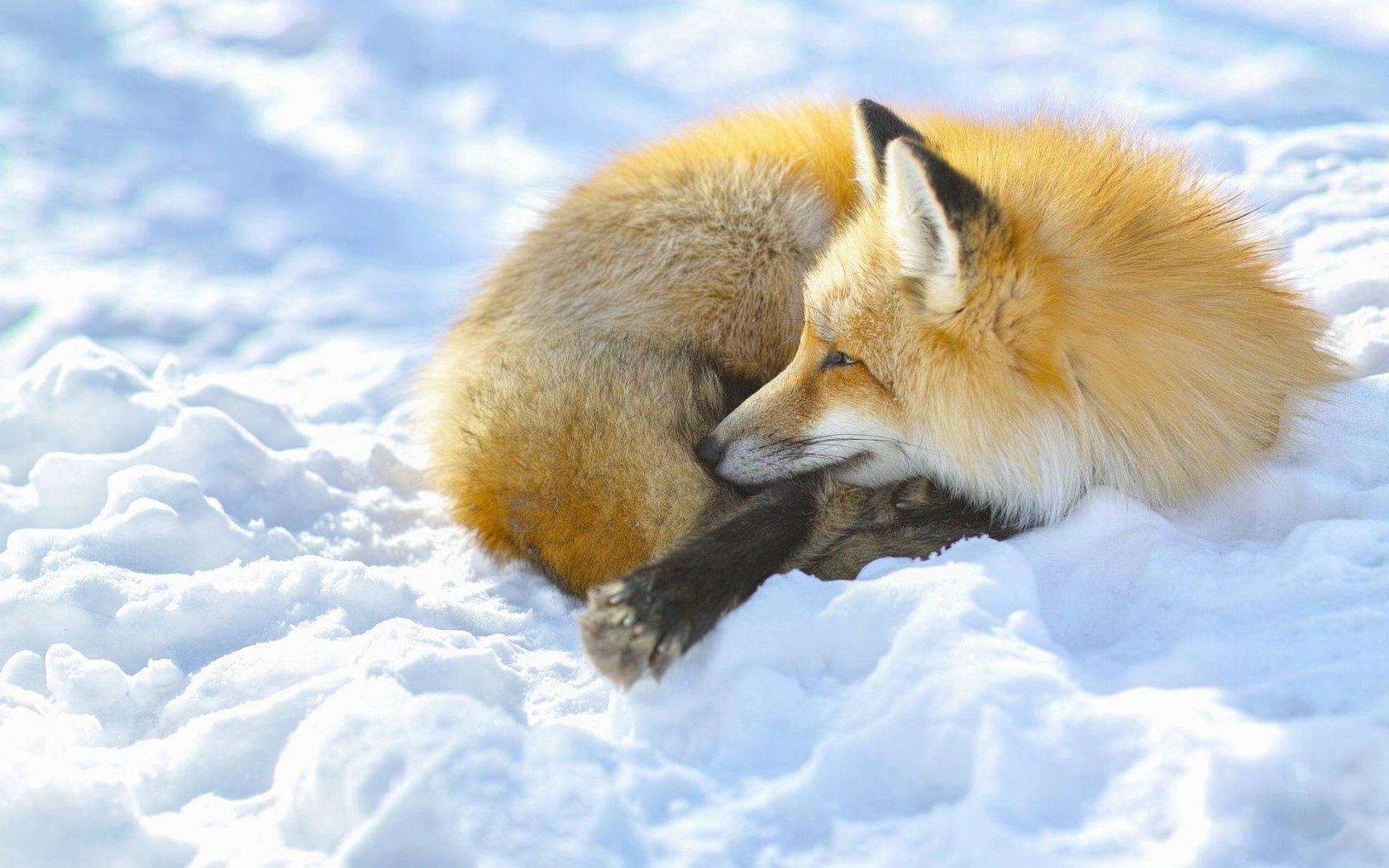 Curling Up Red Fox Background