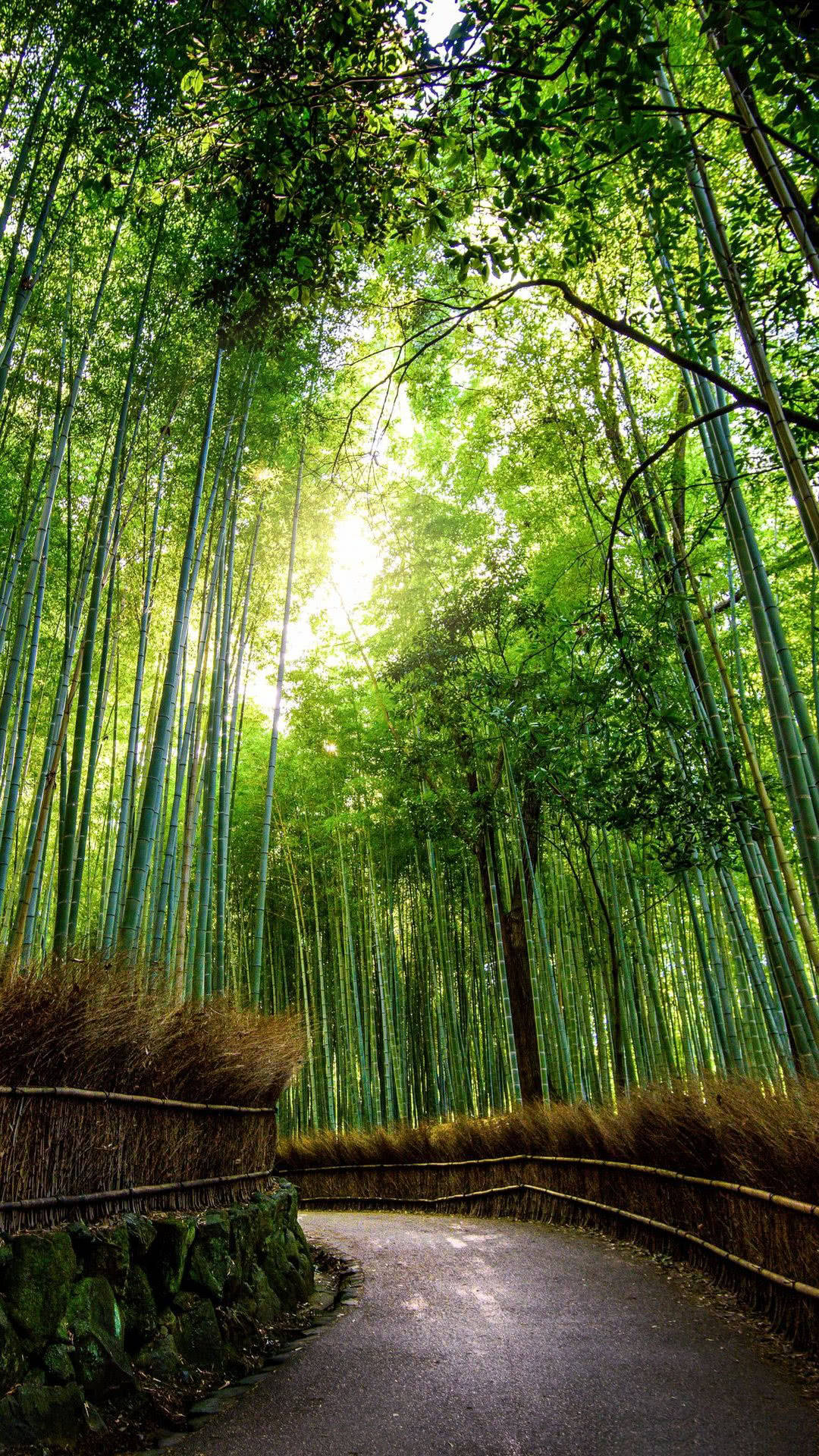 Curved Bamboo Walkway Iphone