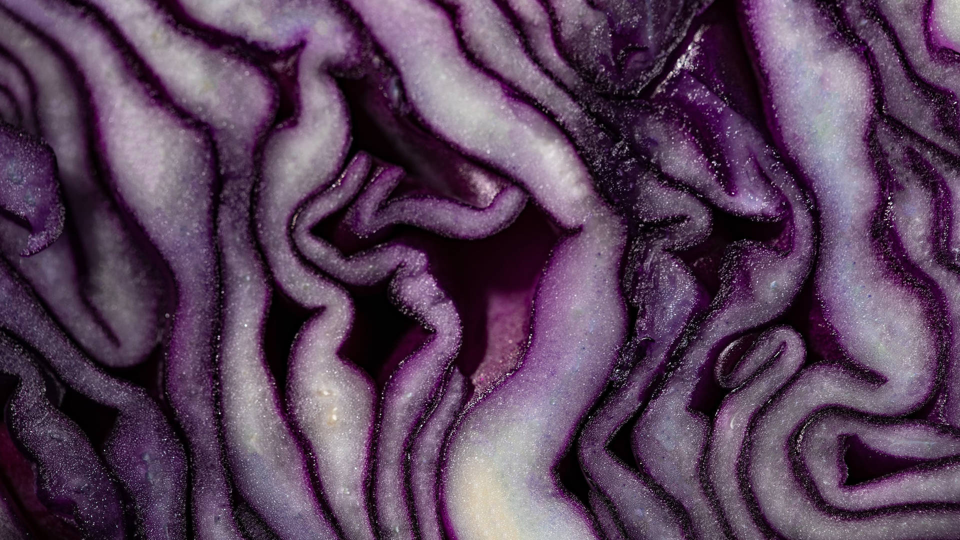 Curves Cabbage Background