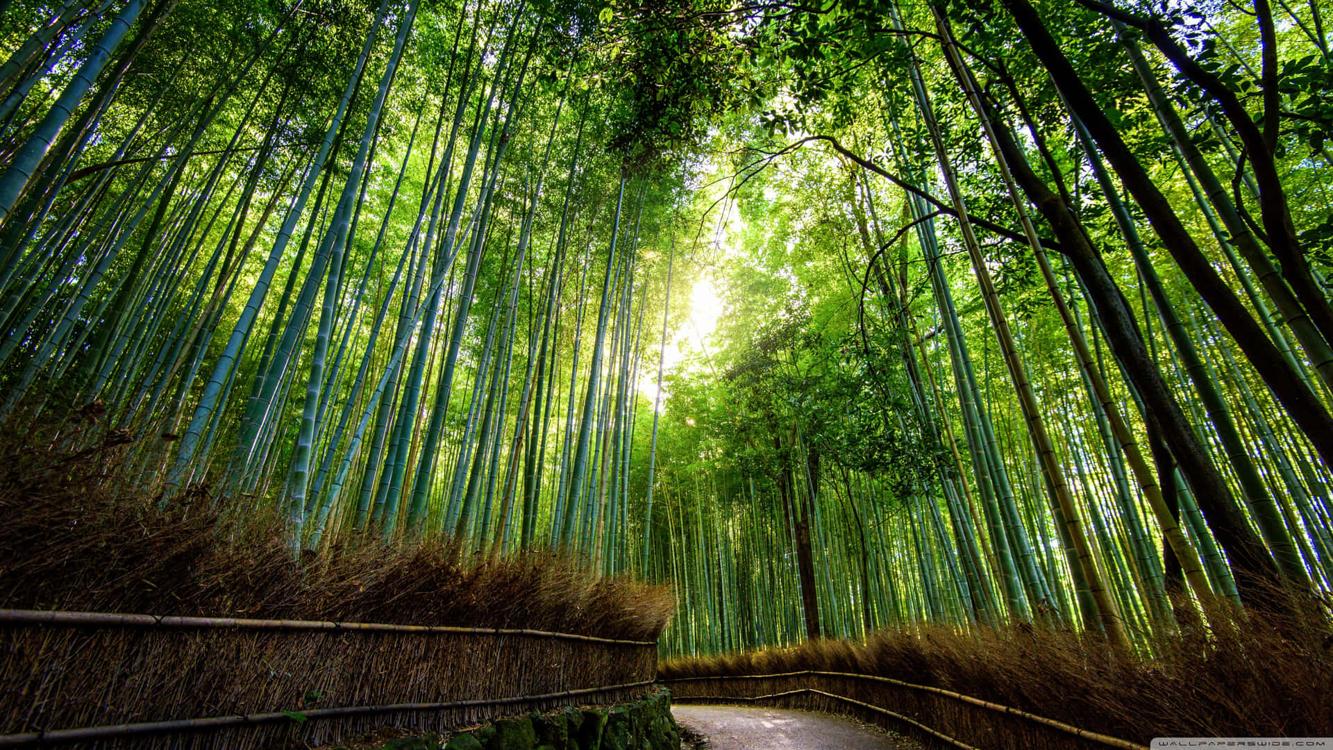 Curvy Bamboo Forest Way Background