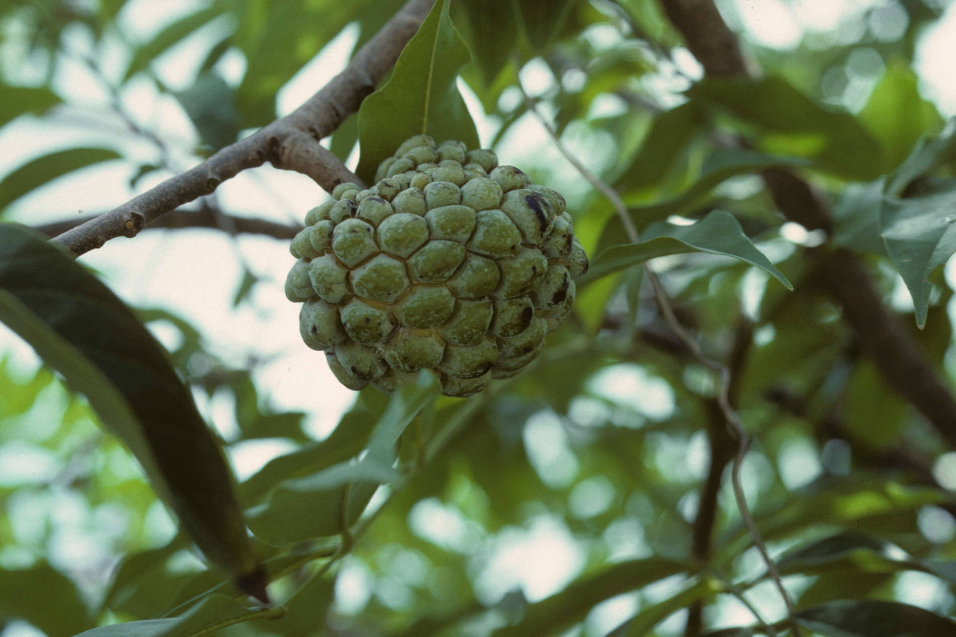 Custard Apple Hanging On A Branch Background