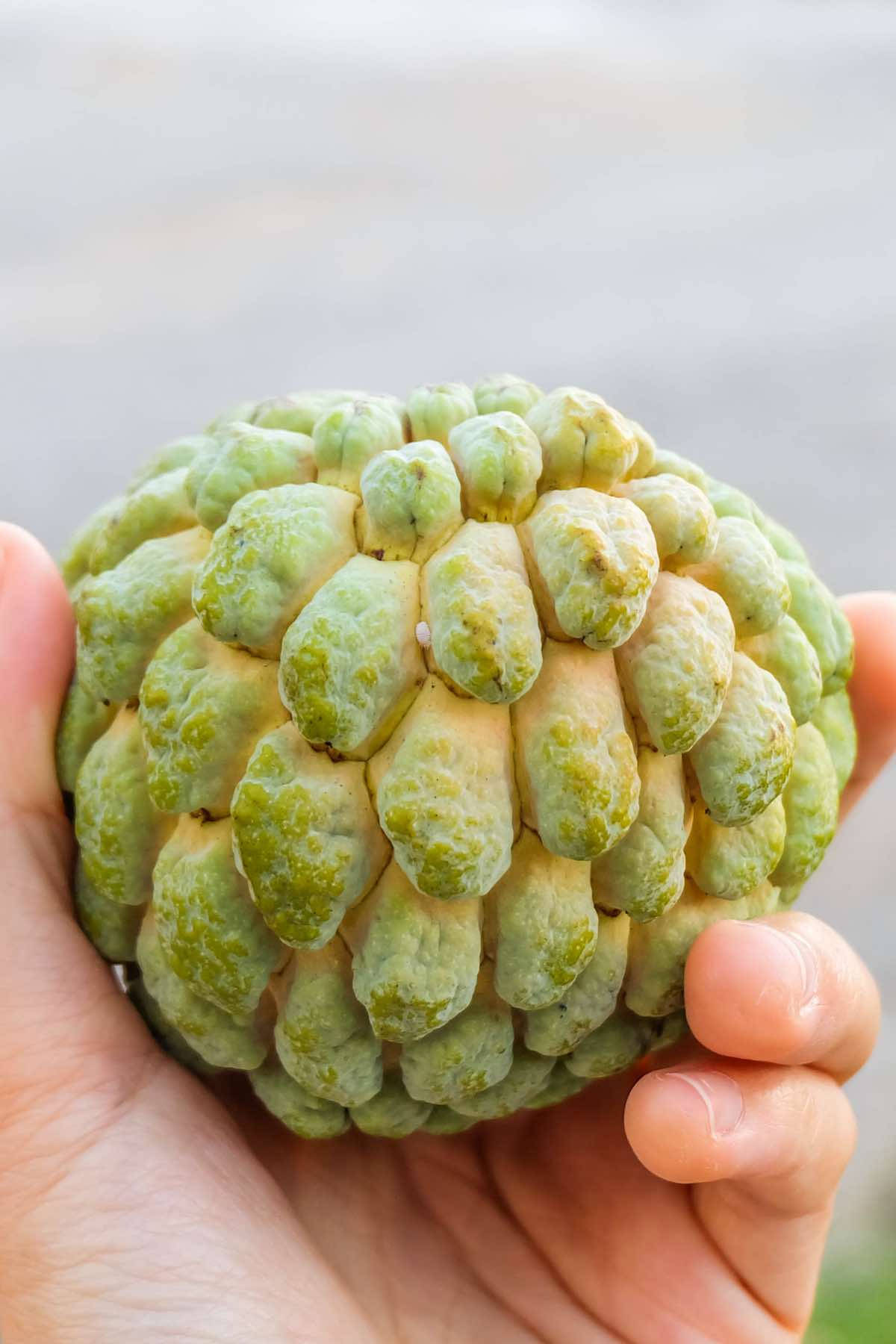 Custard Apple Scaly Skin Background