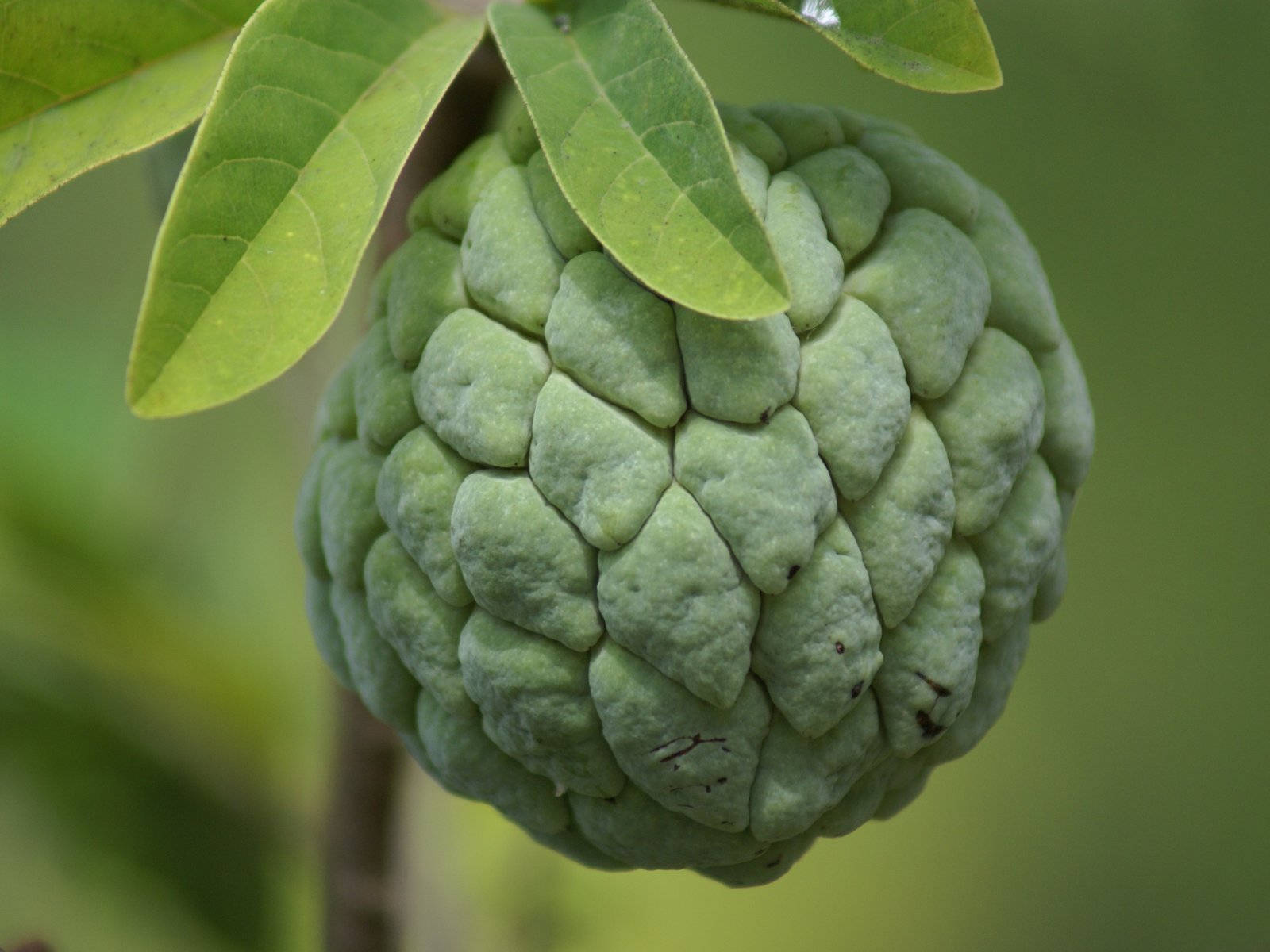 Custard Apple Small Branch Background