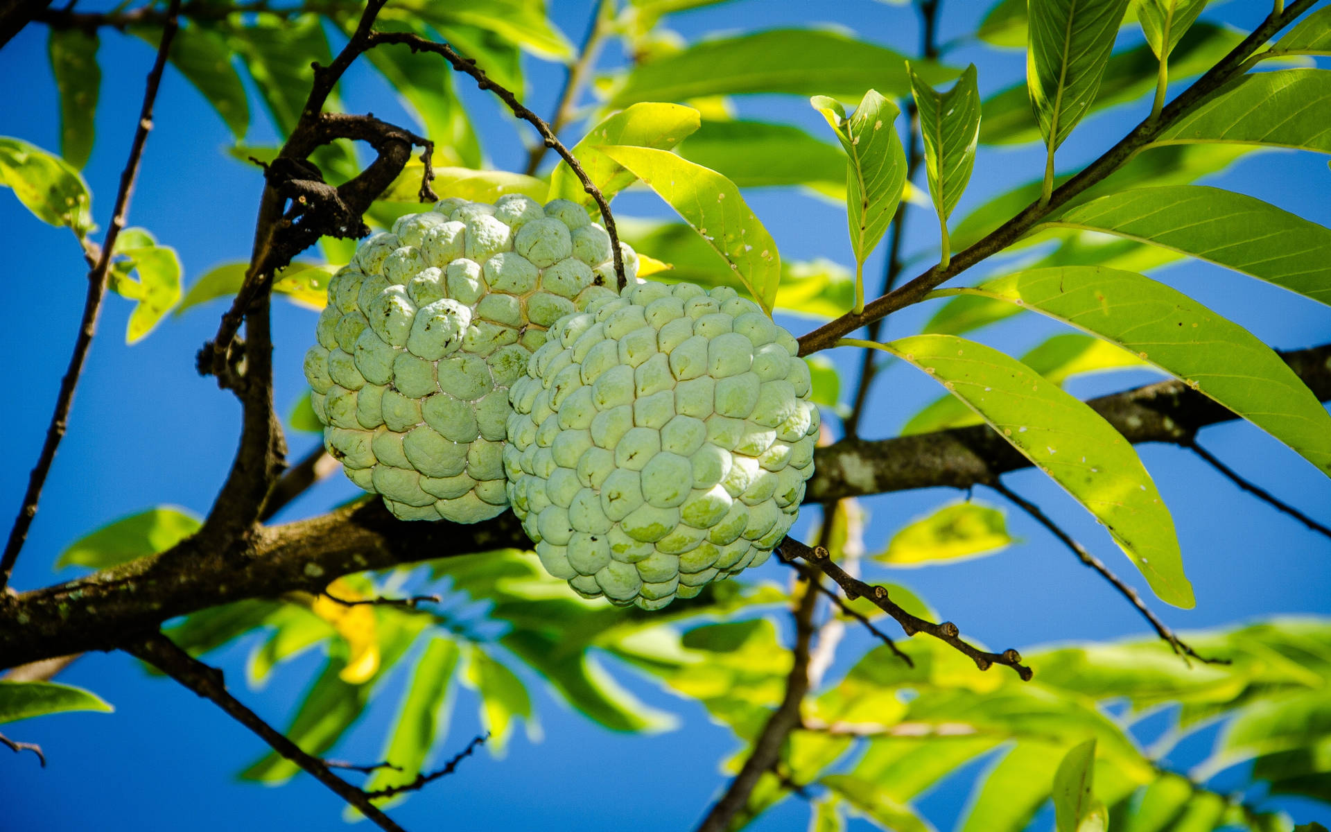 Custard Apples Hanging Together Background