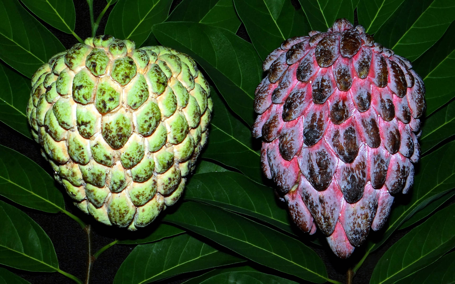 Custard Apples Pale Green And Pink Background