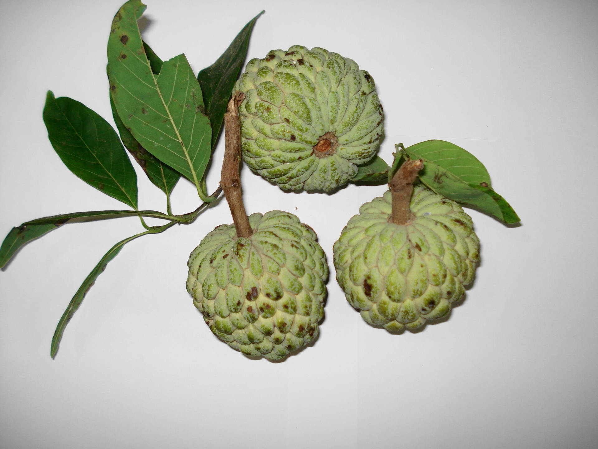 Custard Apples White Background Background