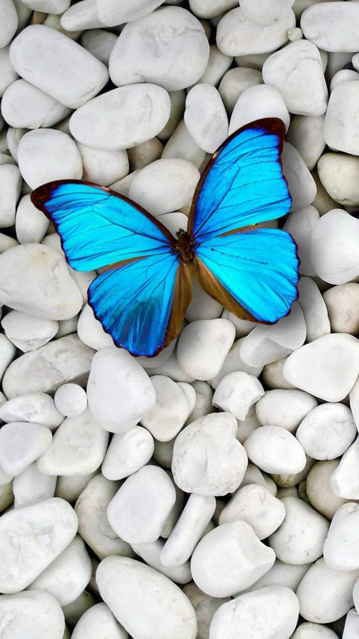 Cute 3d Phone Blue Butterfly Background