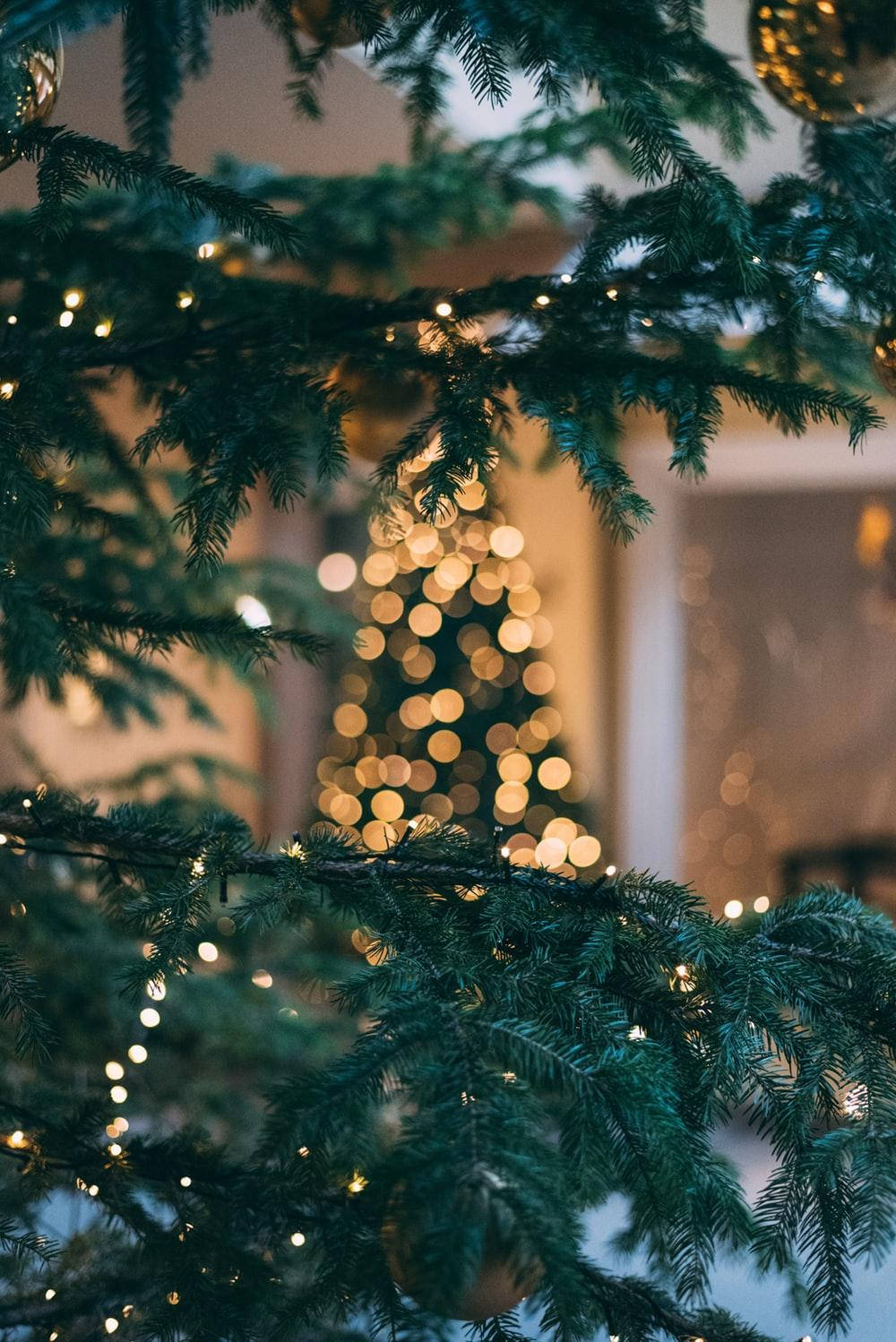 Cute Aesthetic Christmas Tree Branch Background