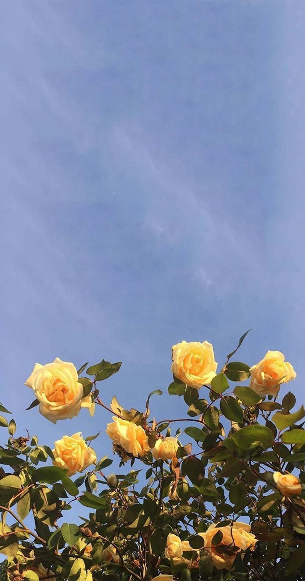 Cute Aesthetic Flower Yellow Rose Background