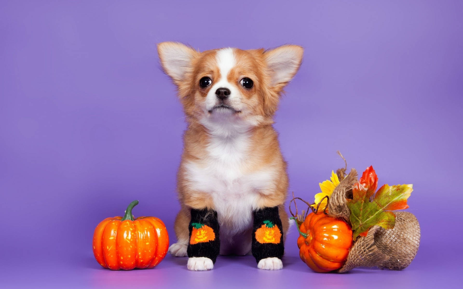 Cute Aesthetic Halloween Dog Background