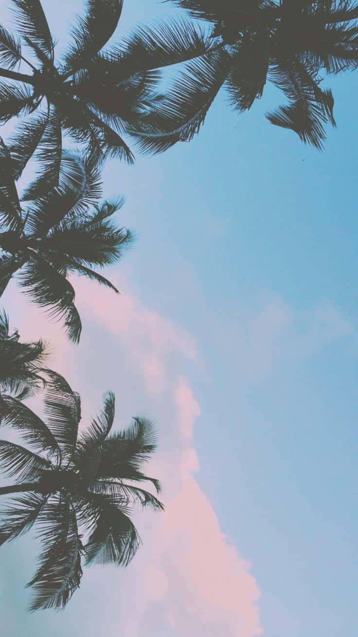 Cute Aesthetic Ipad Palm Trees Background