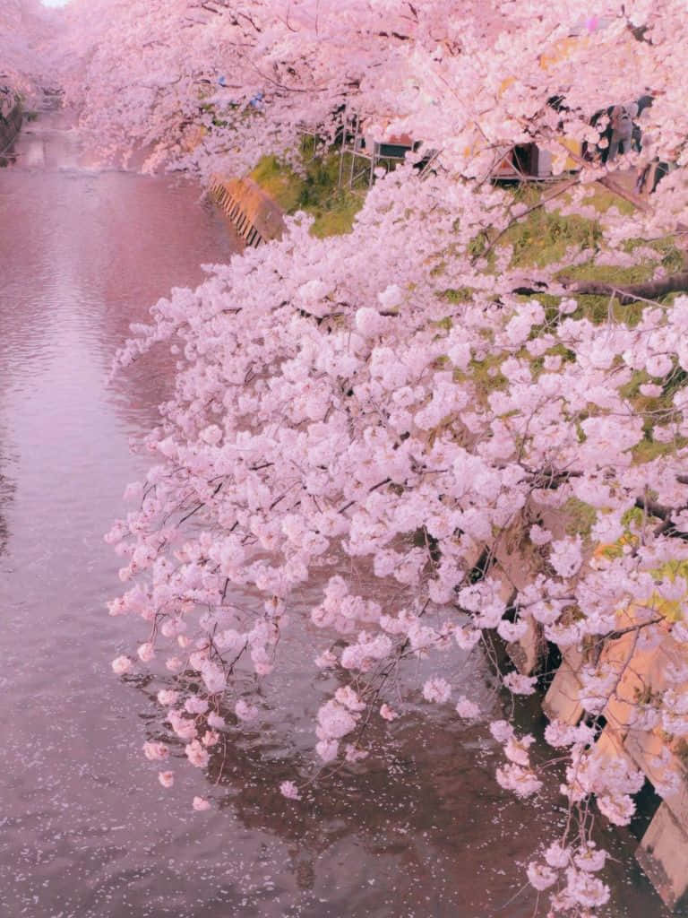Cute Aesthetic Ipad Pink Cherry Blossoms