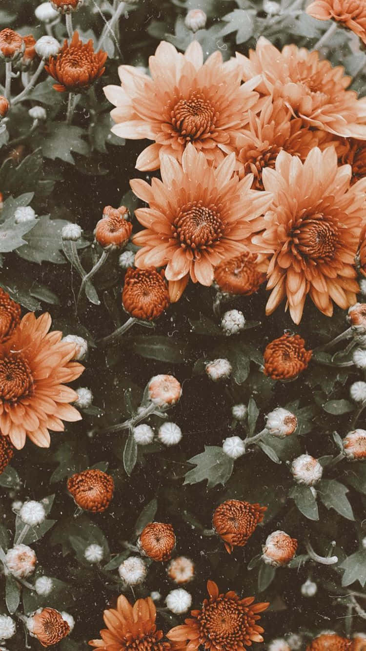 Cute Aesthetic Orange Flowers Background
