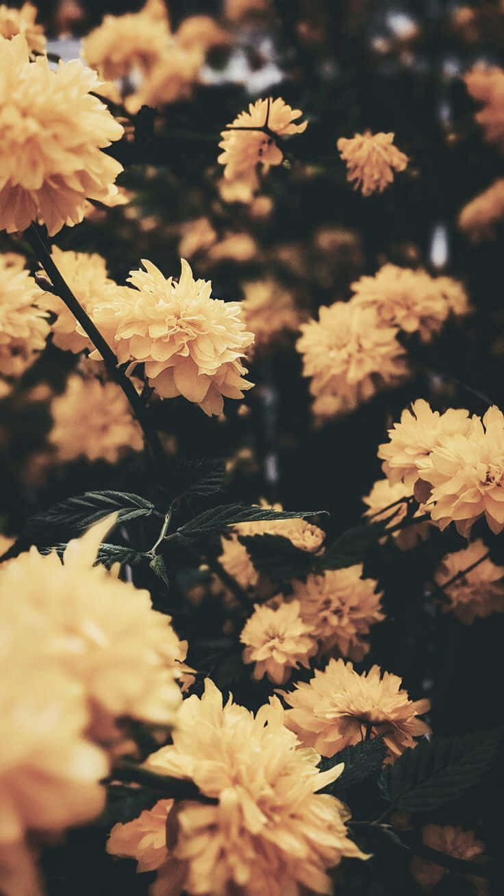 Cute Aesthetic Yellow Flowers Background