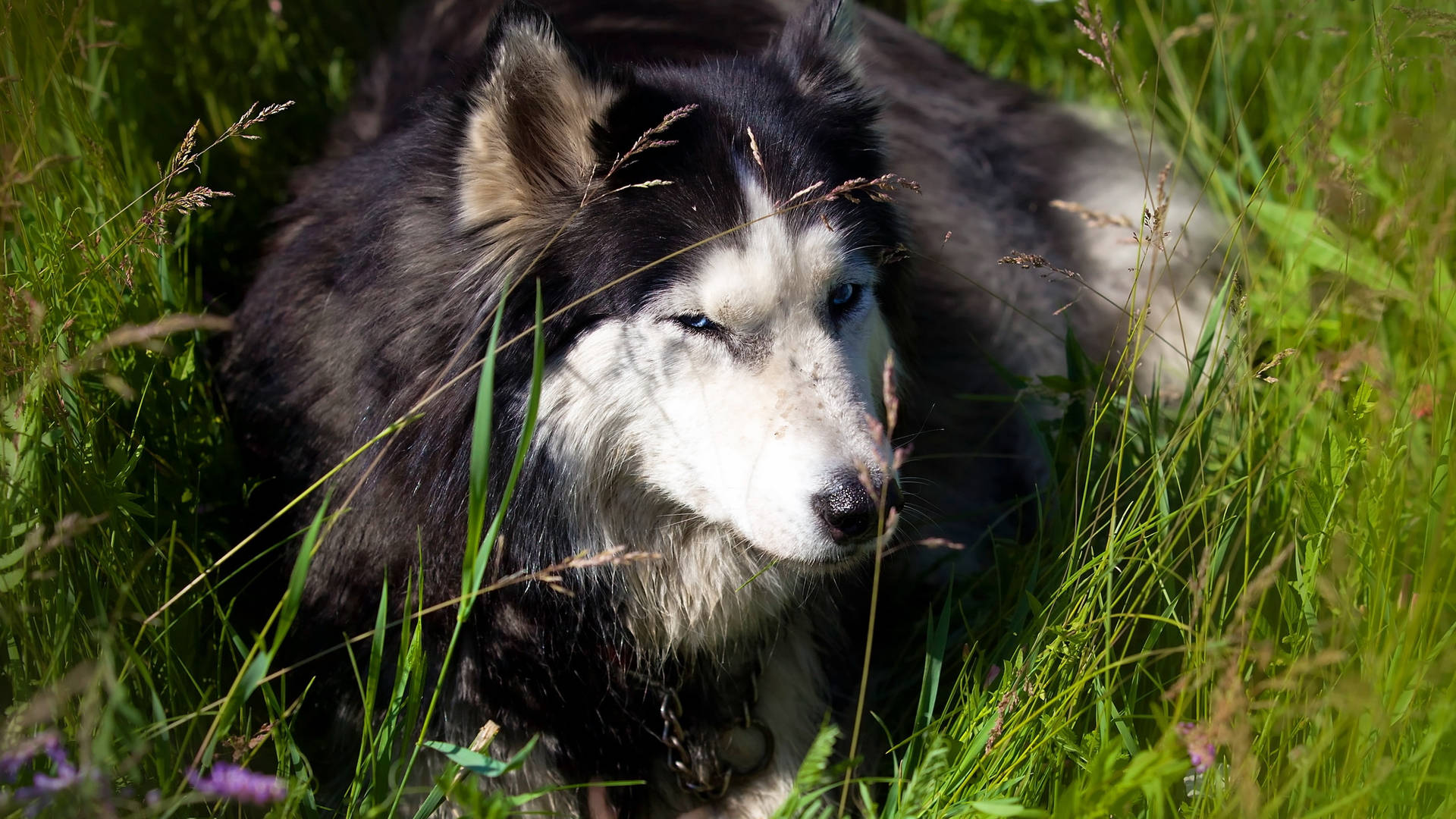 Cute Alaskan Malamute Dog On Grass