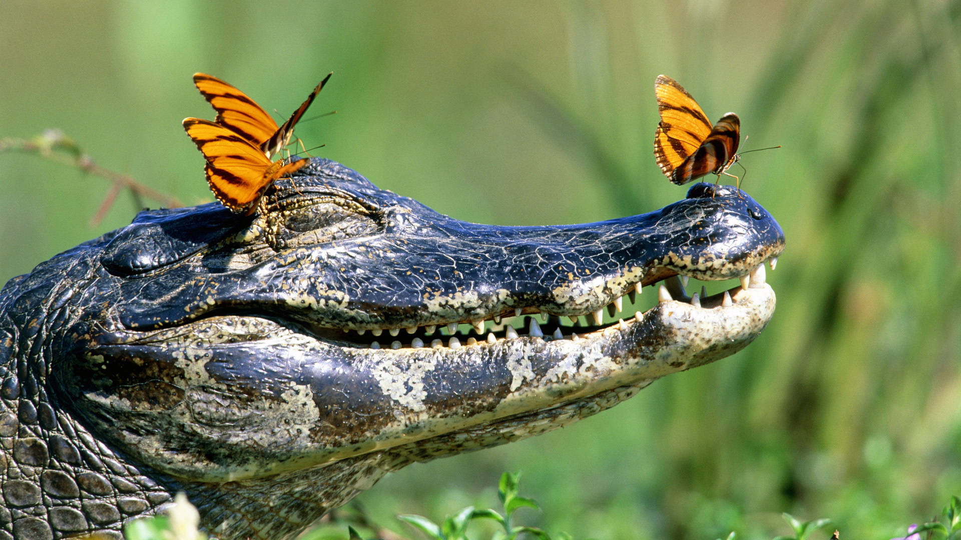 Cute Alligator With Butterflies Background