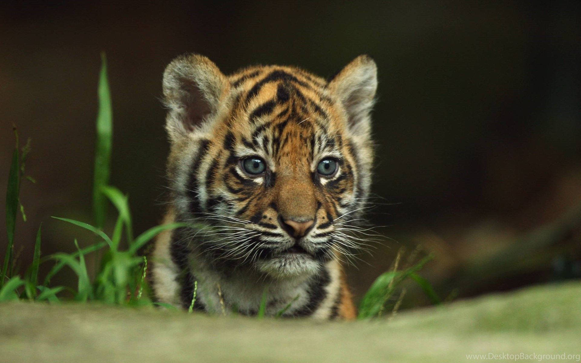 Cute And Fierce Baby Tiger Background