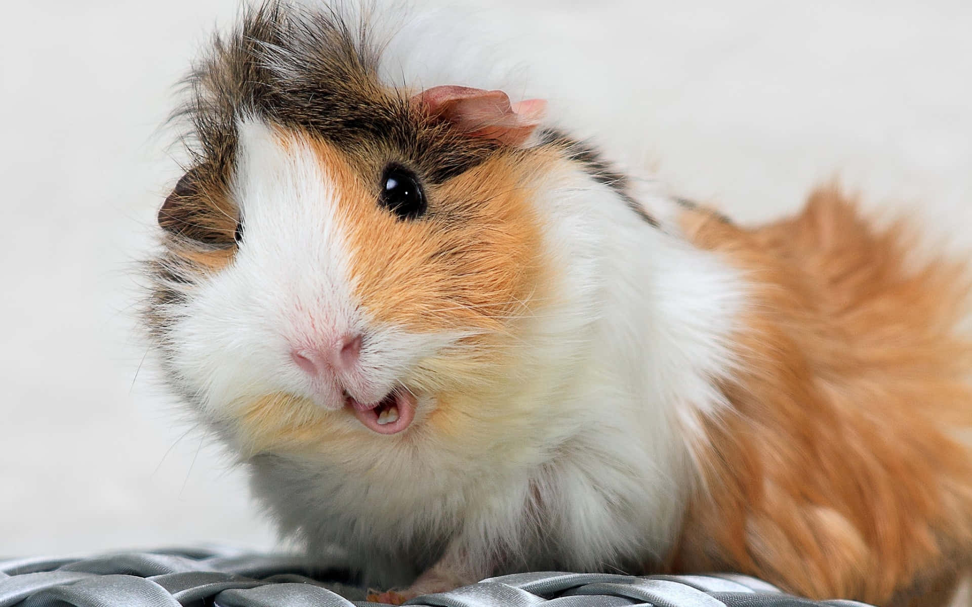 Cute And Fluffy Hamster