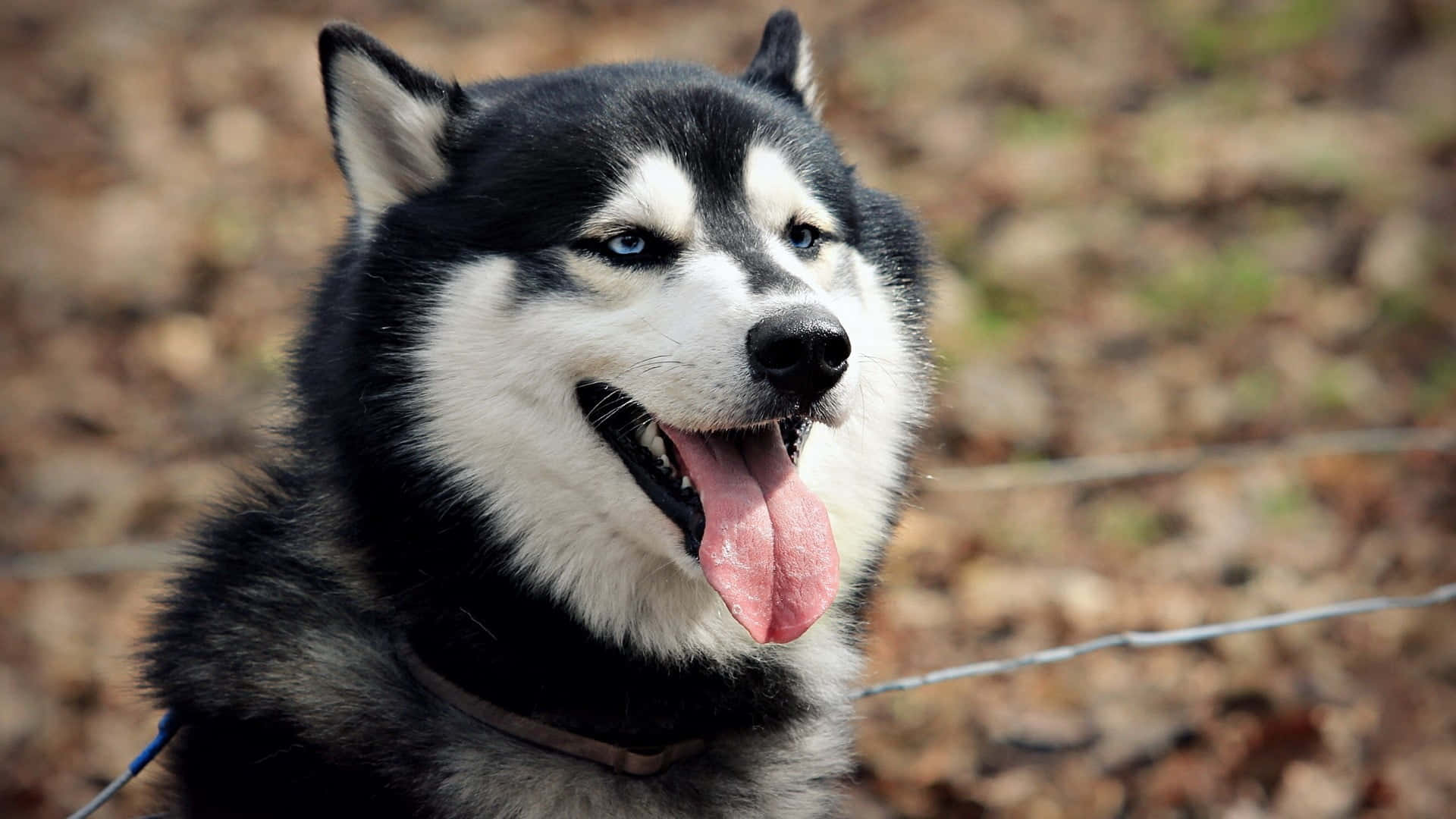 Cute And Fluffy Siberian Husky Background