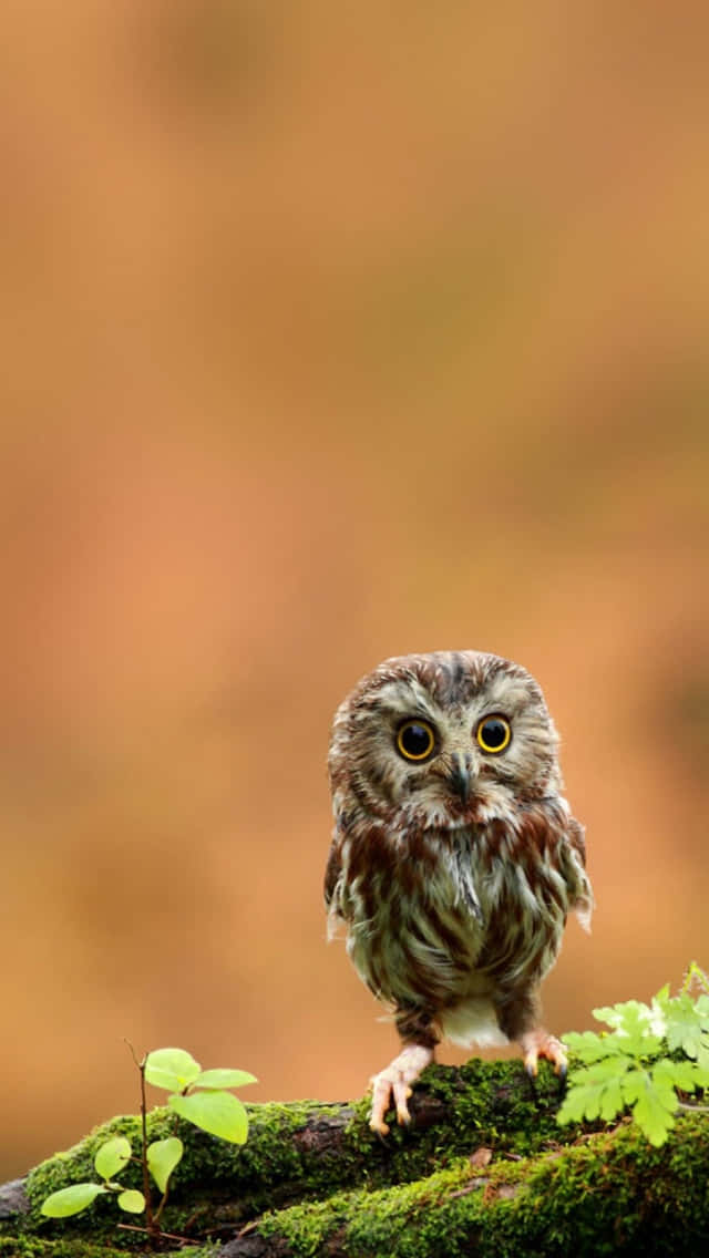 Cute And Tiny Baby Owl Phone Background