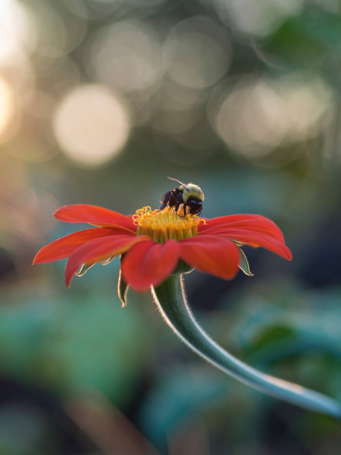 Cute Android Bee On Flower Background