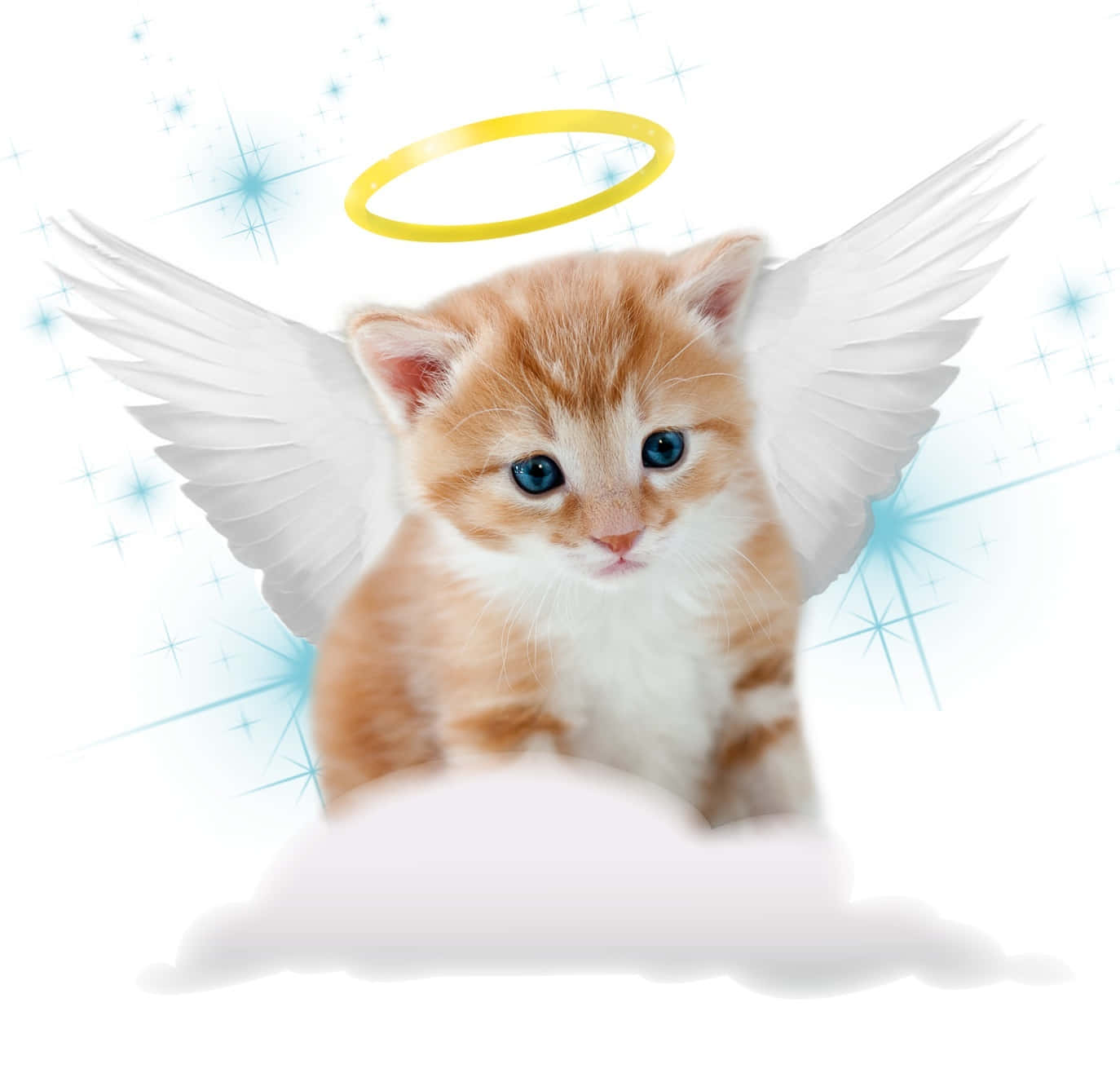 Cute Angel Kitten With A Yellow Halo